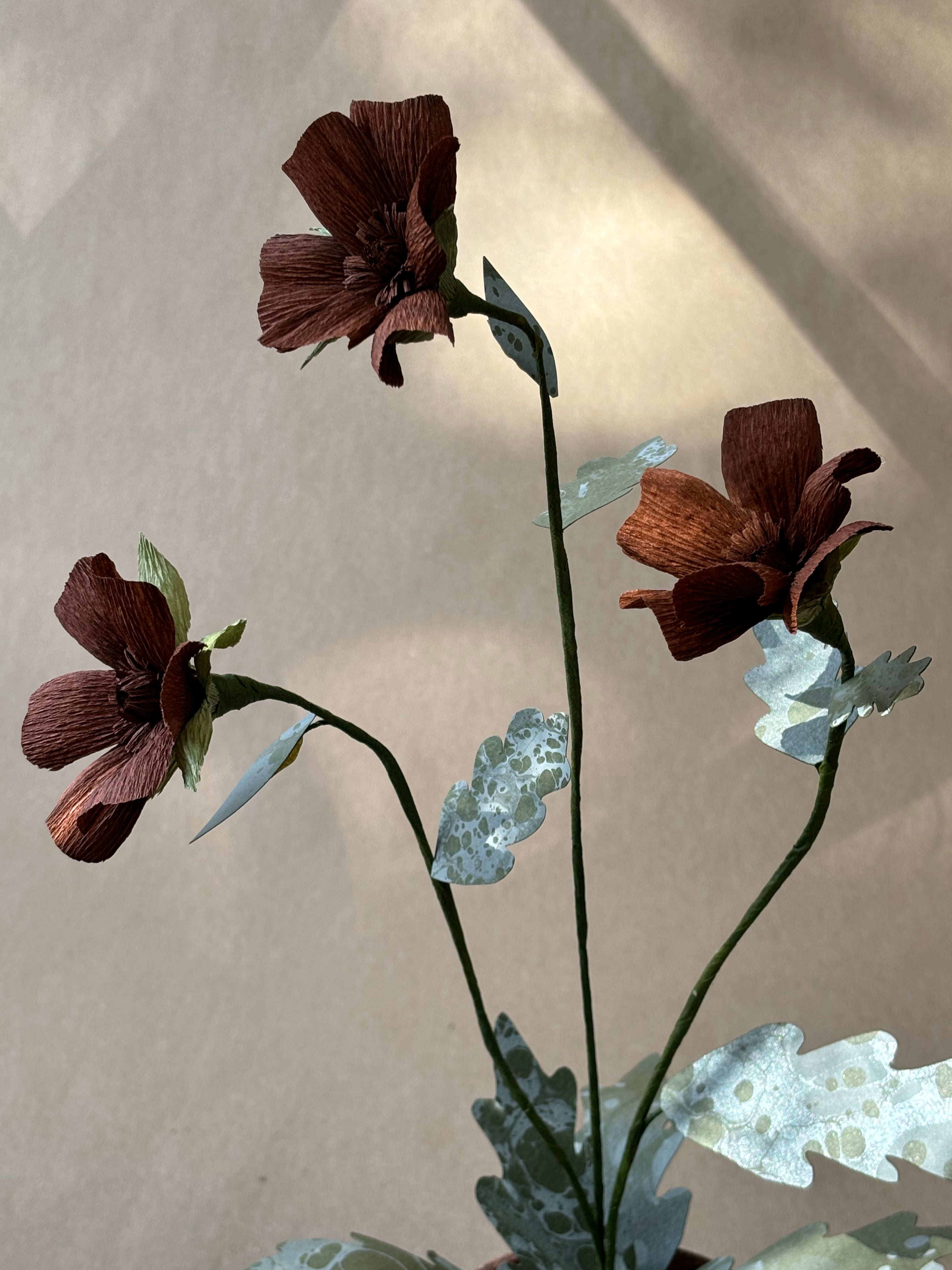 Chocolate Cosmos