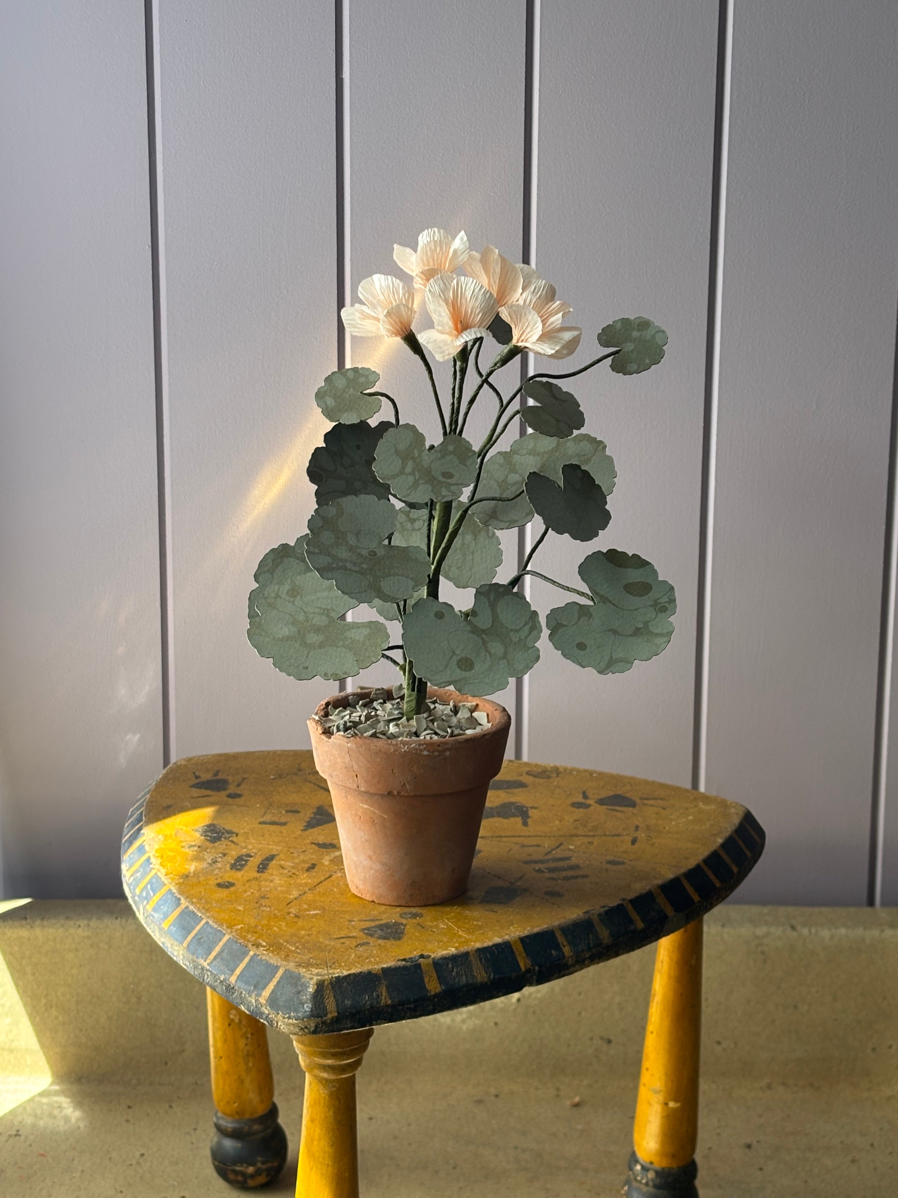 Paper geranium