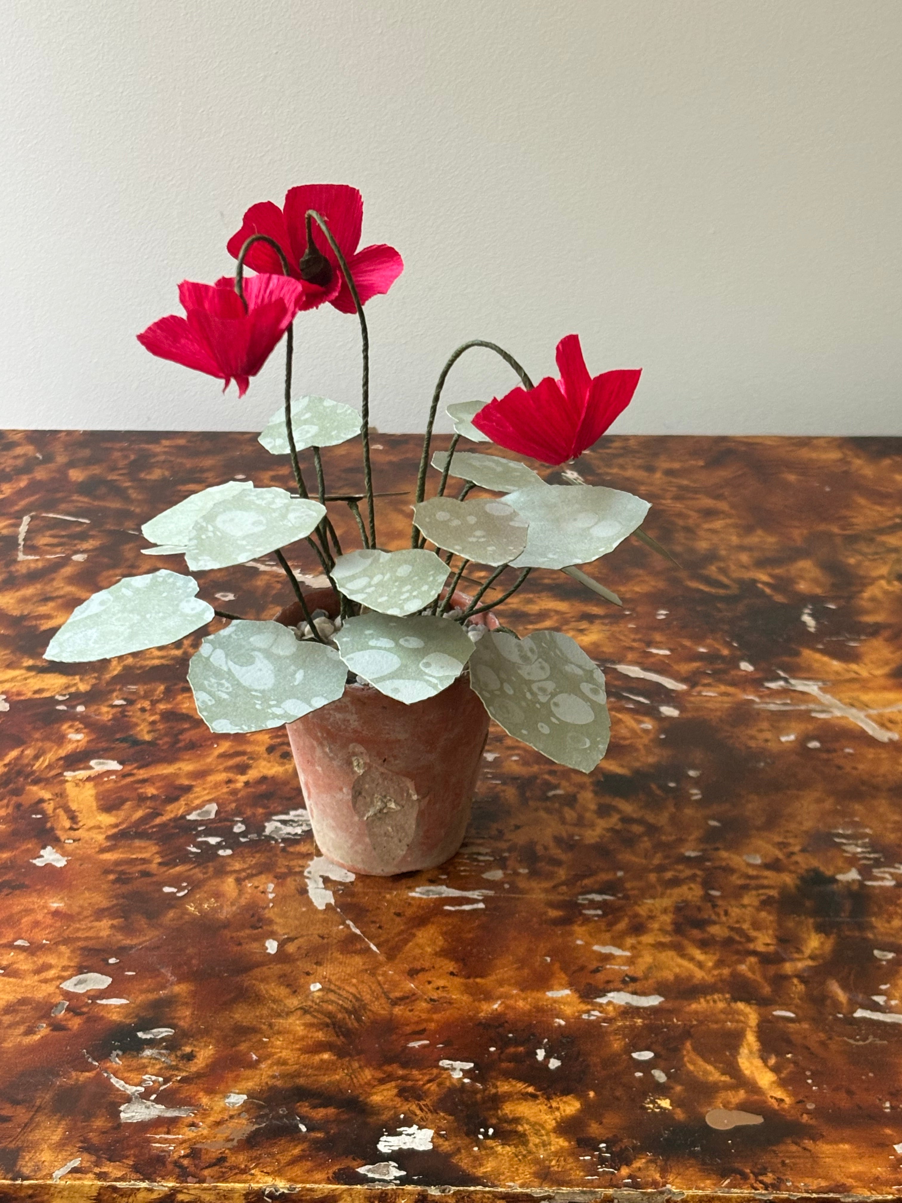Cyclamen 2