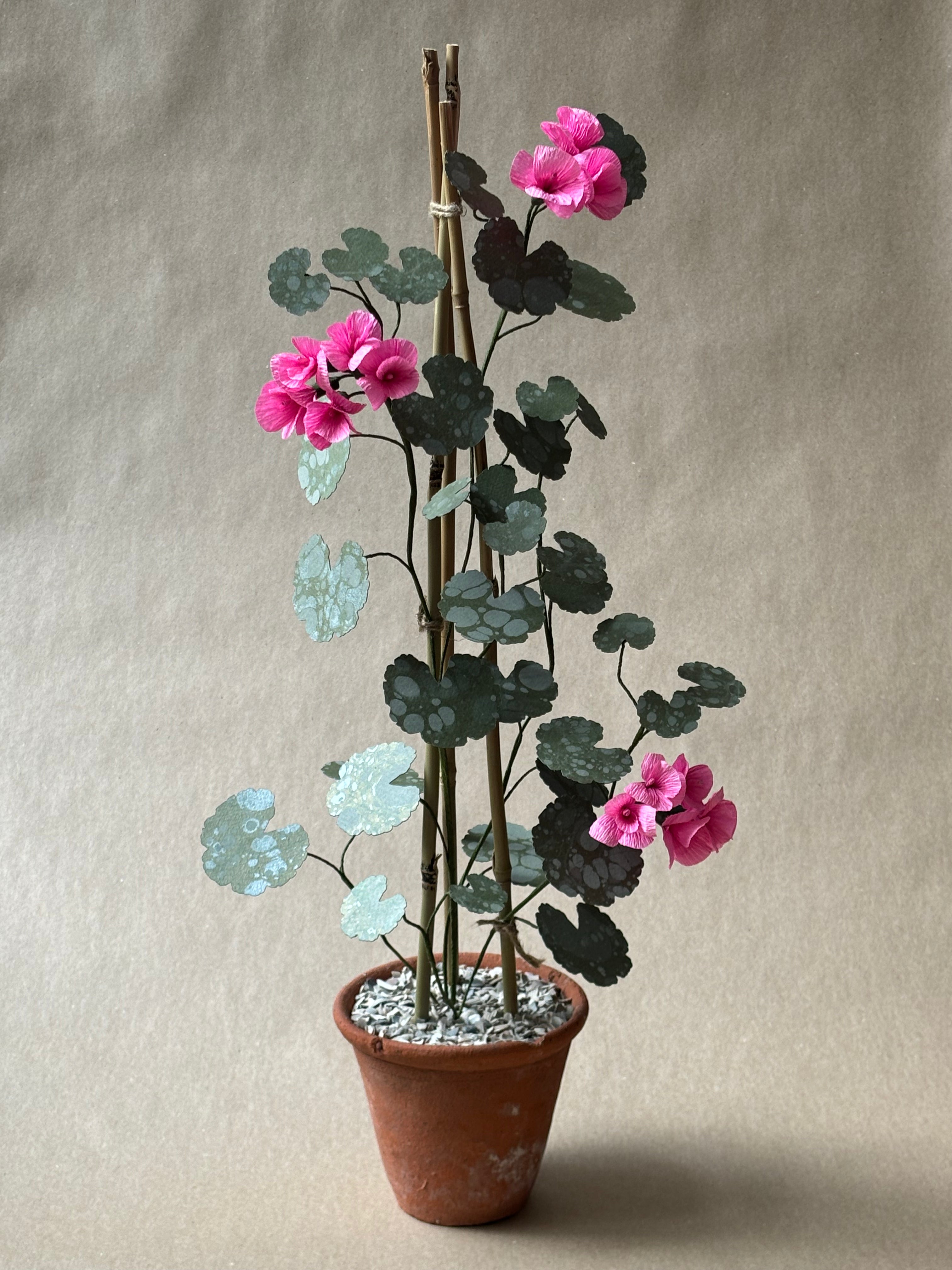 Geranium