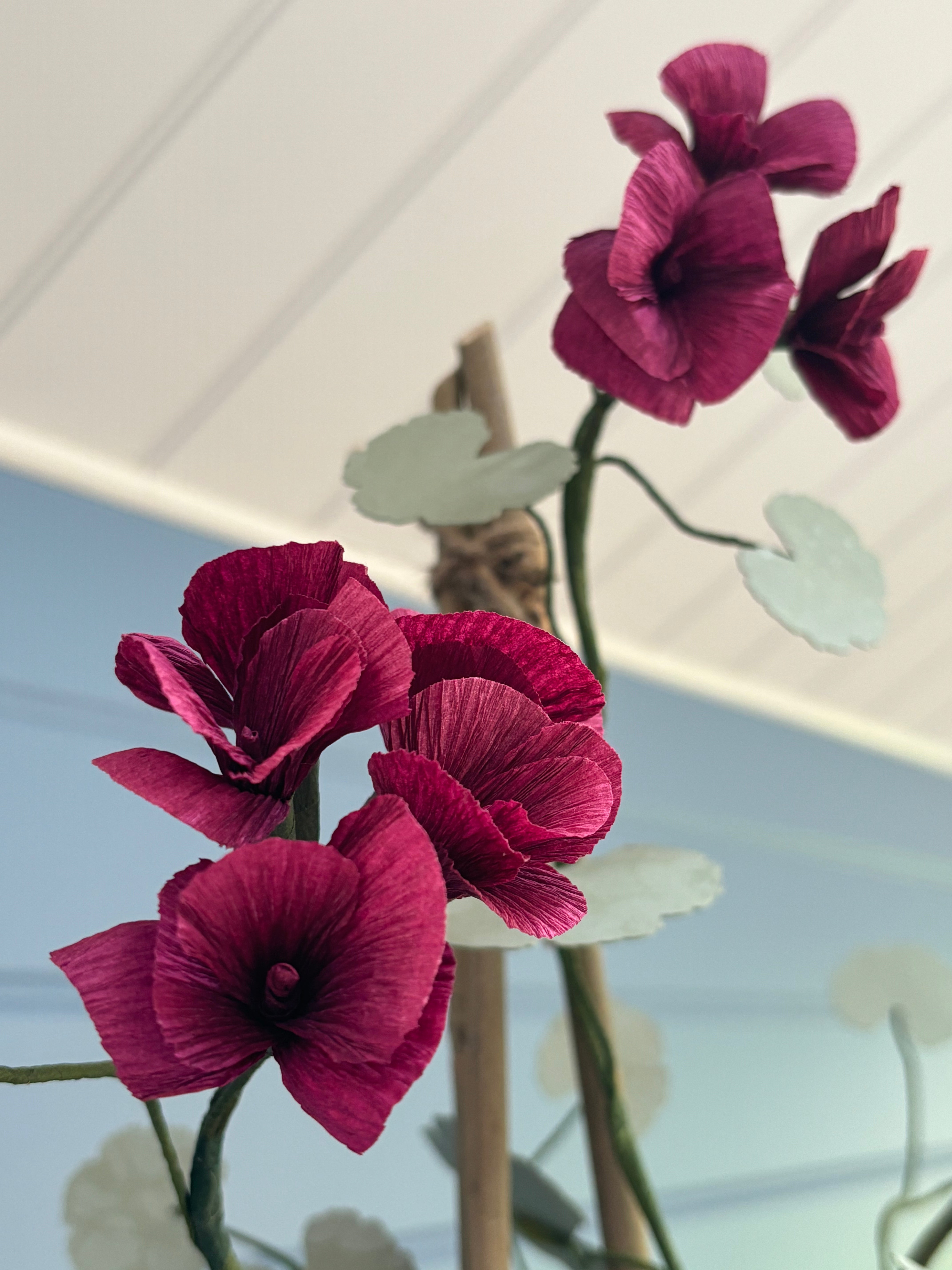 Geranium