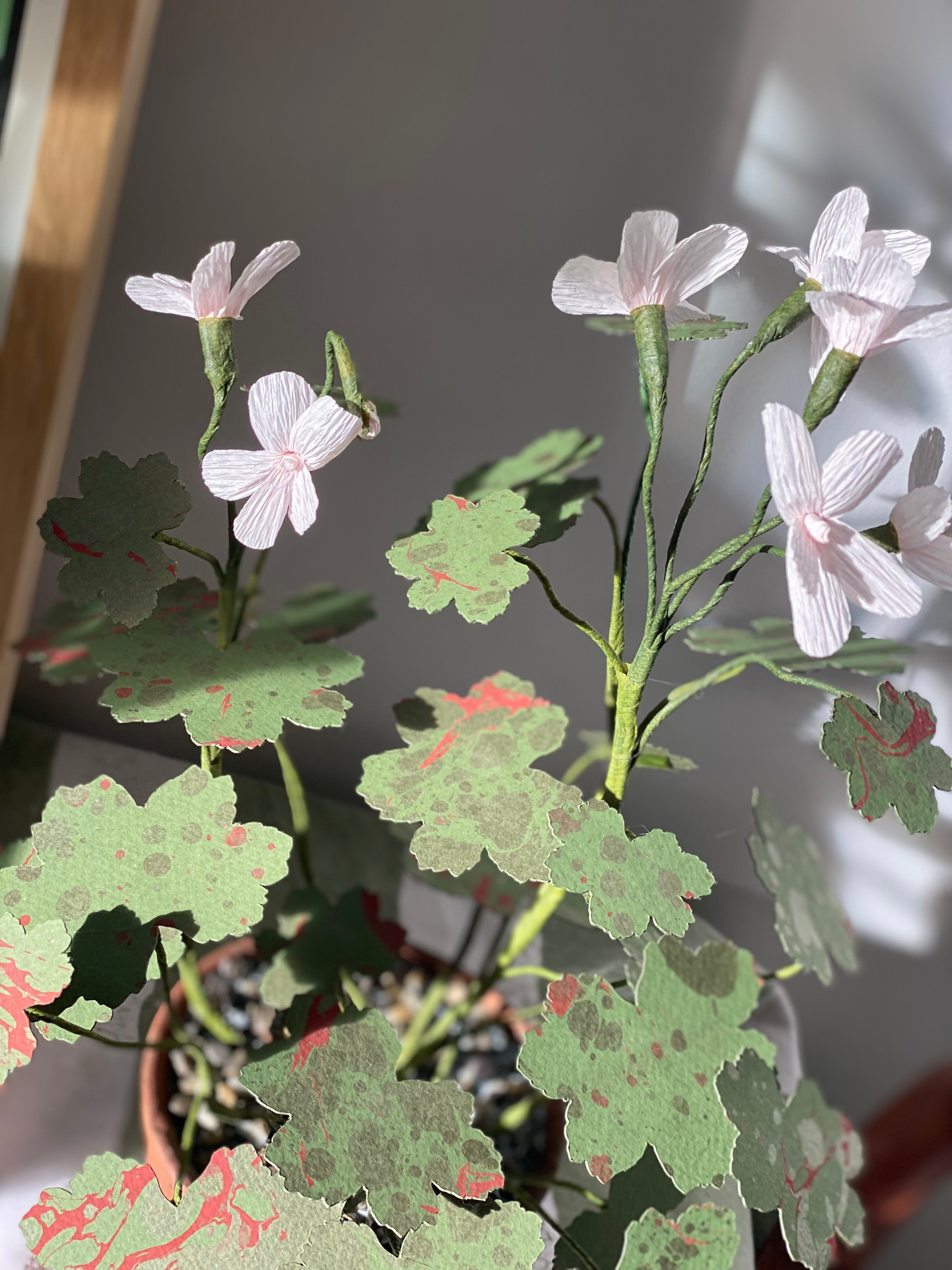 Paper Geranium