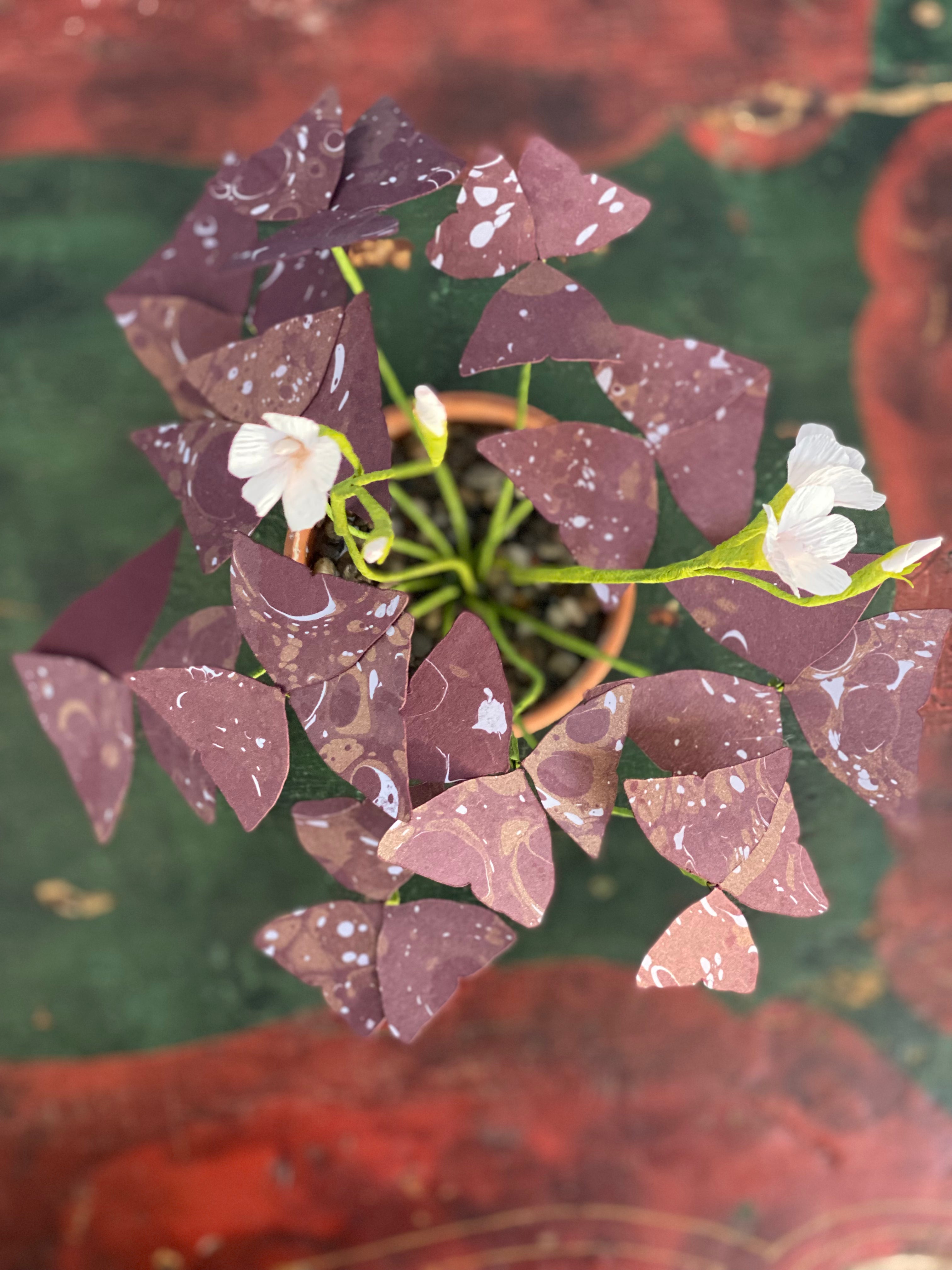 Paper Oxalis