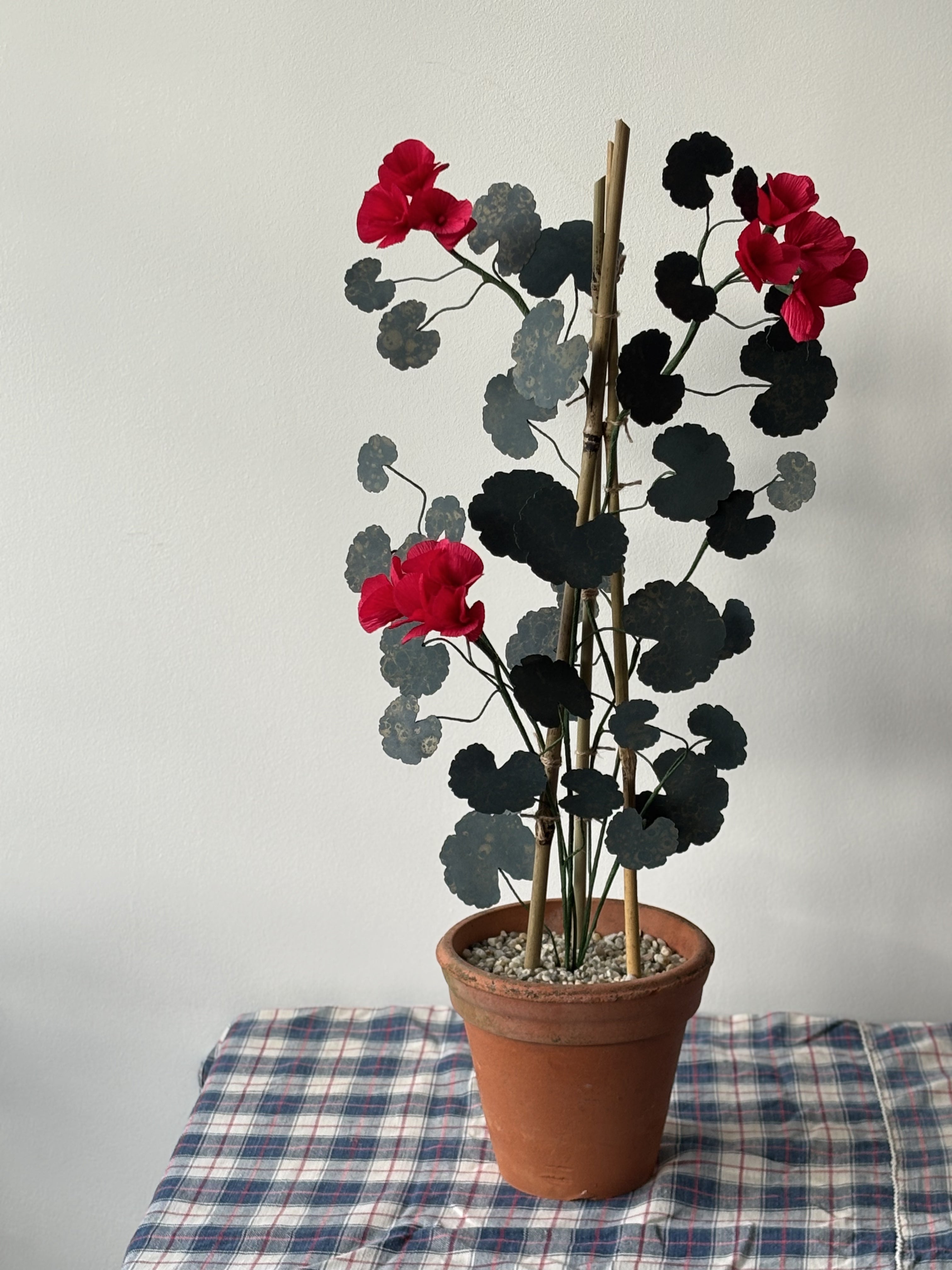 Paper Geranium