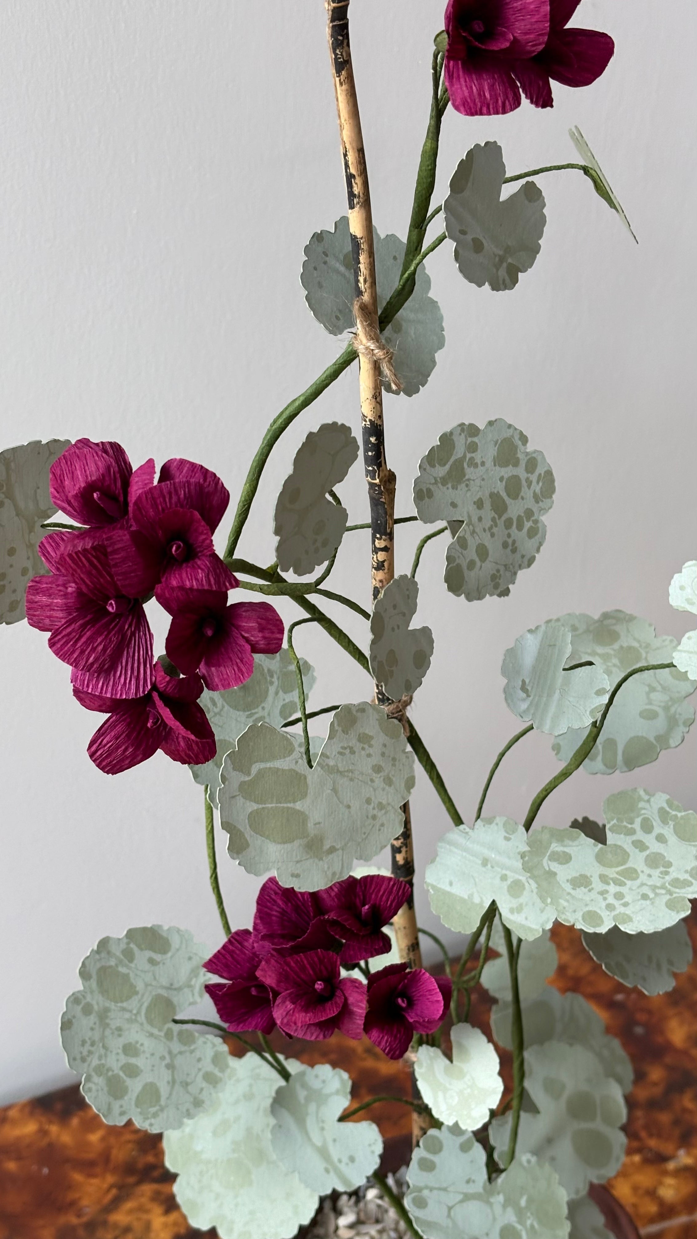 Geranium