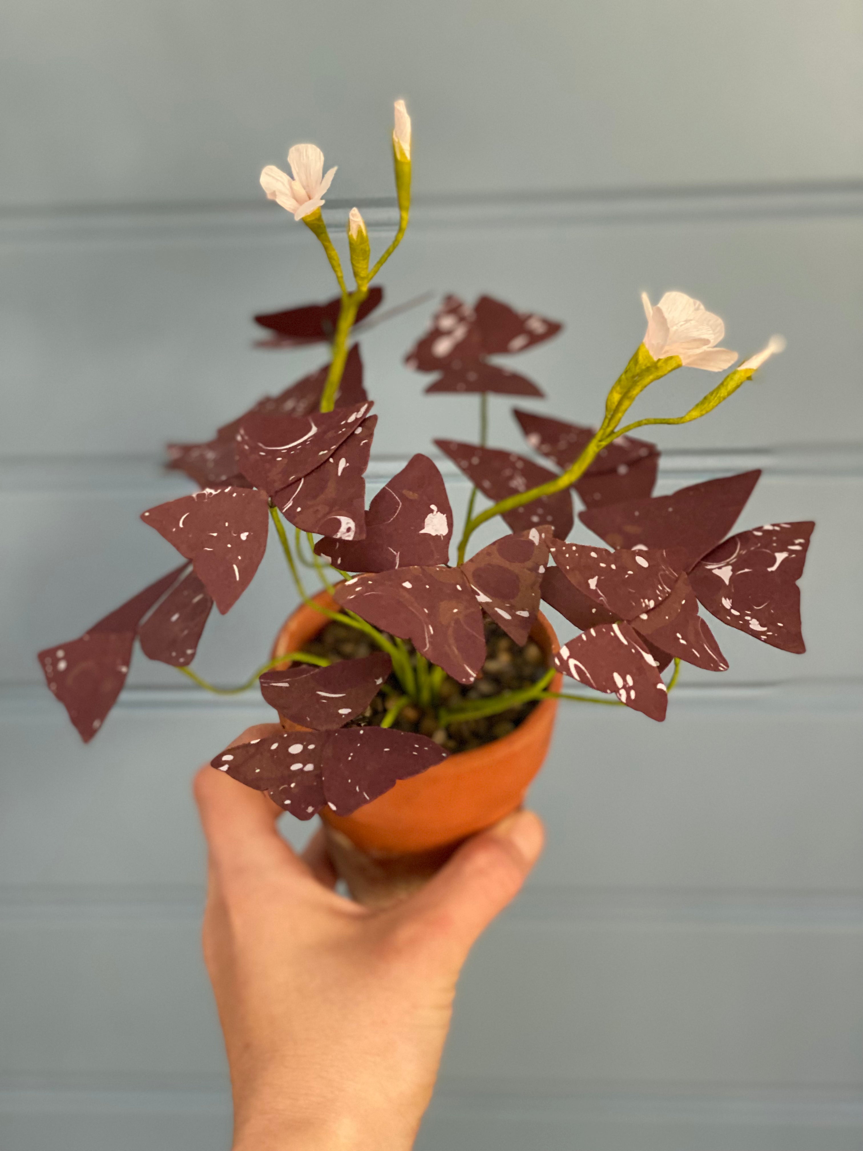 Paper Oxalis