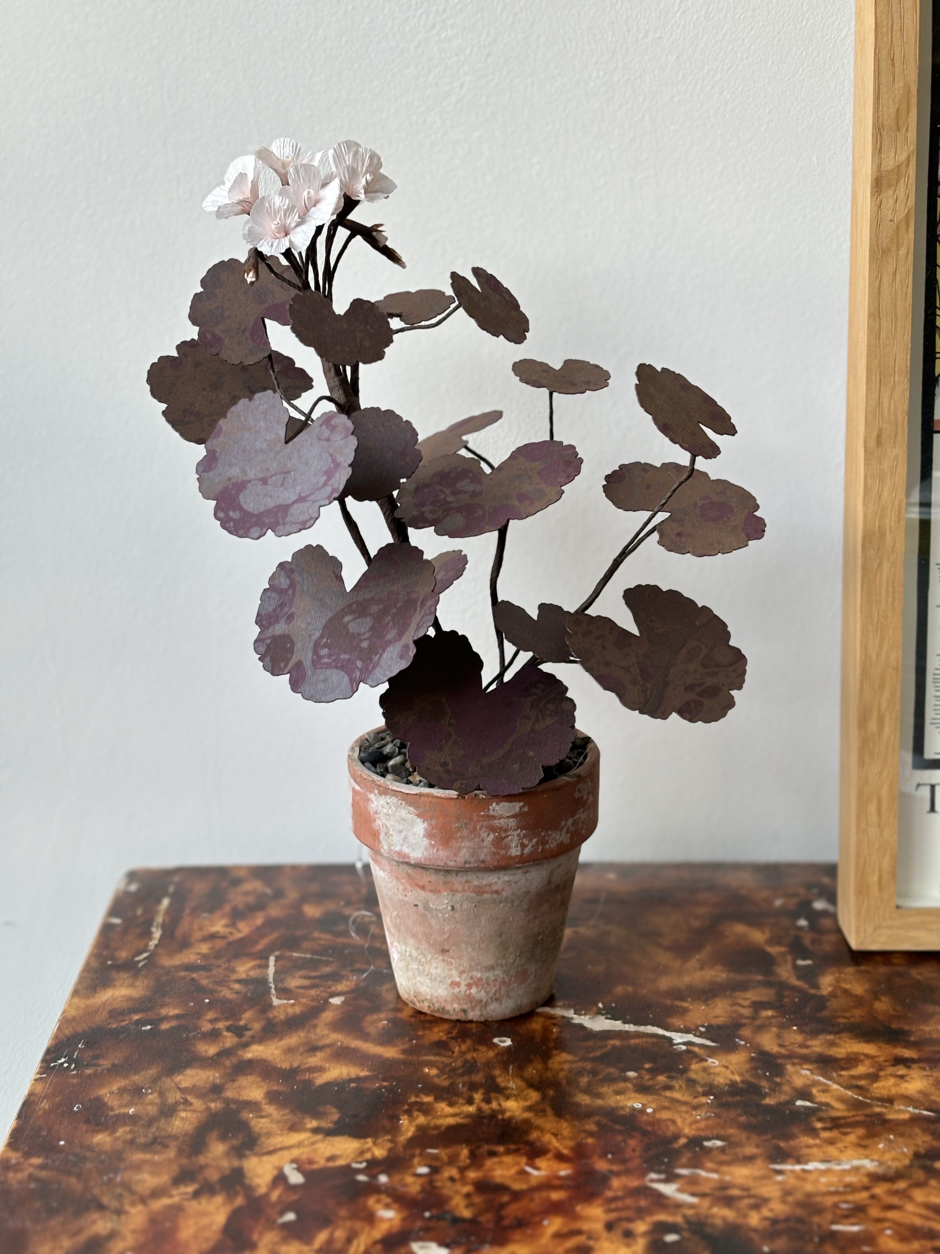 Paper Geranium