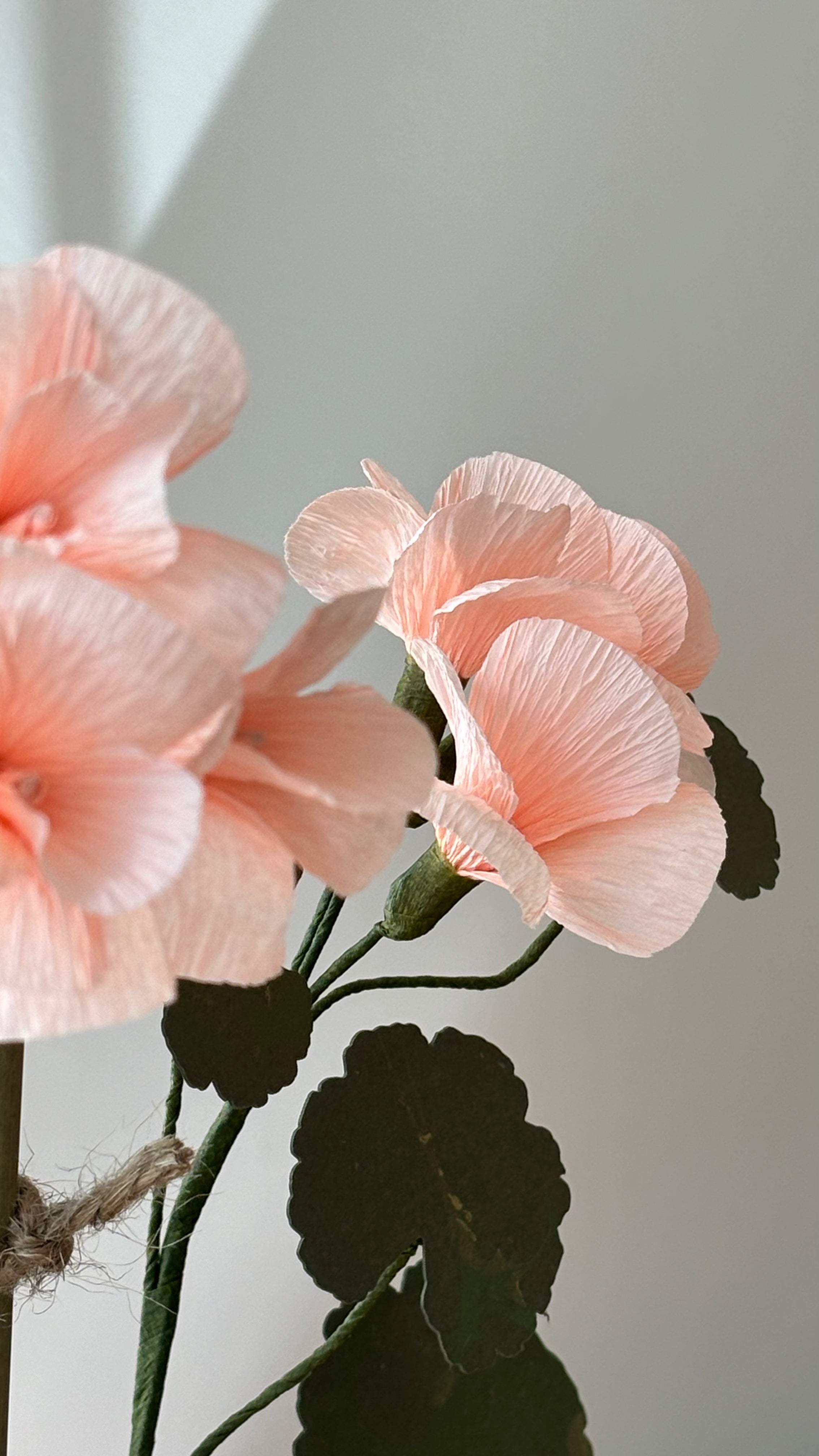Geranium