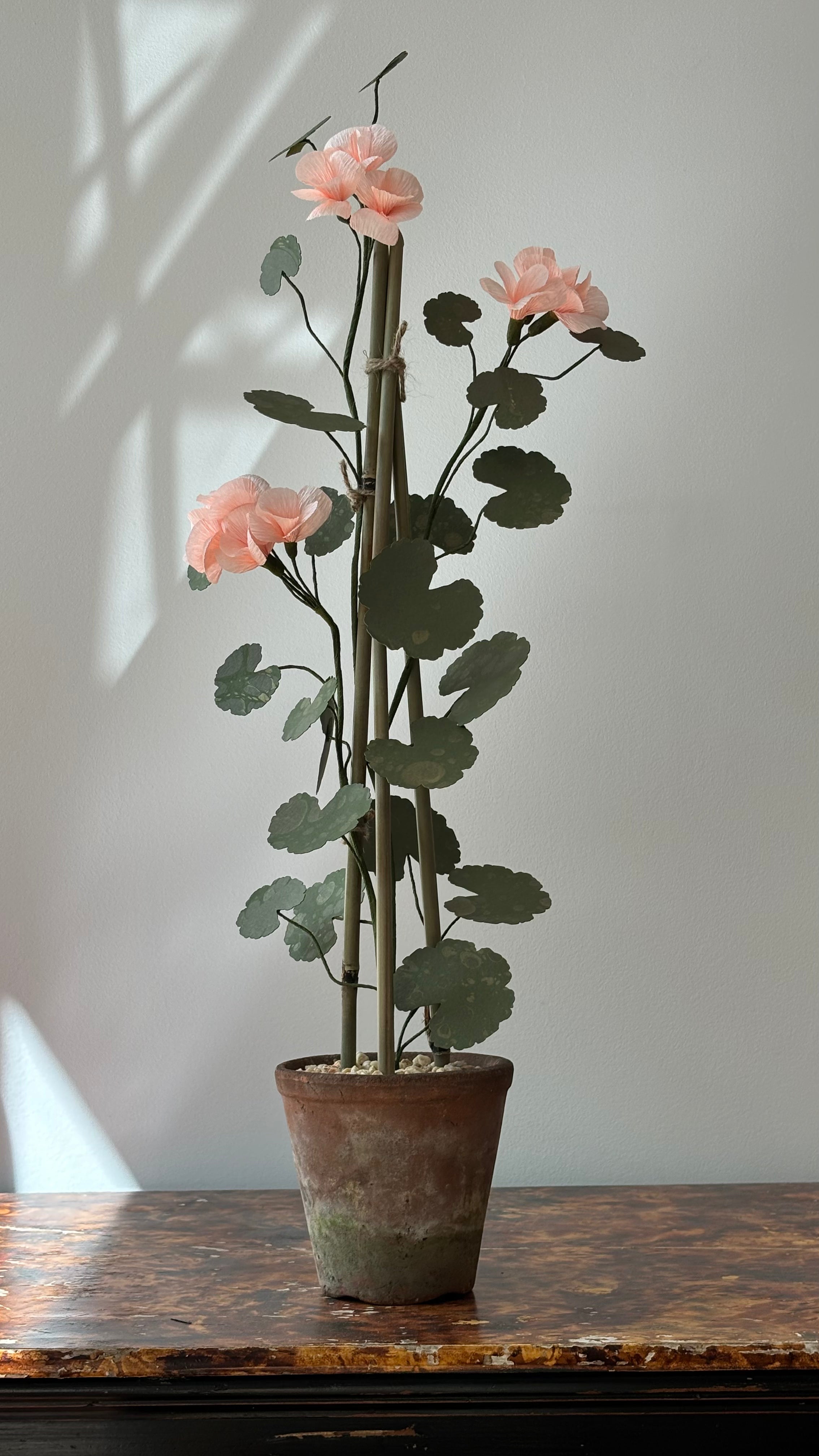 Geranium