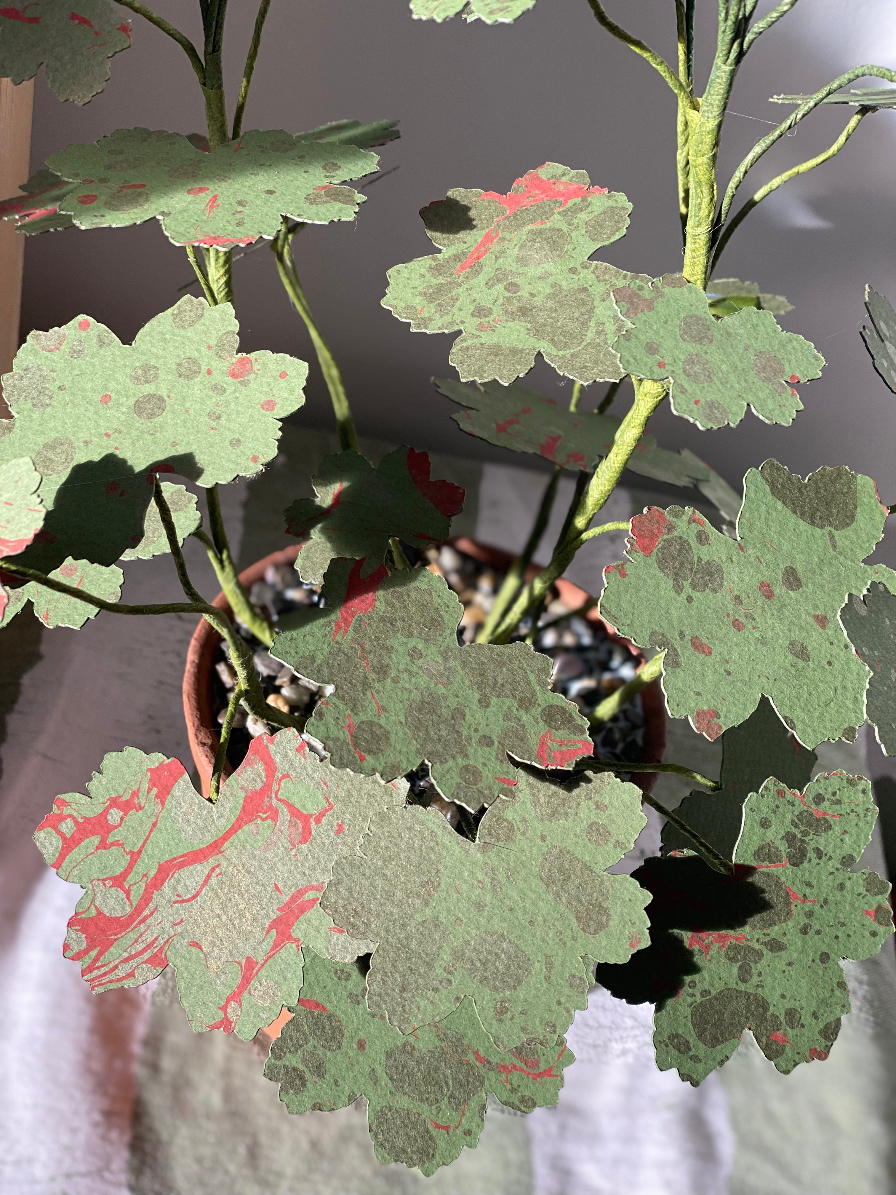 Paper Geranium