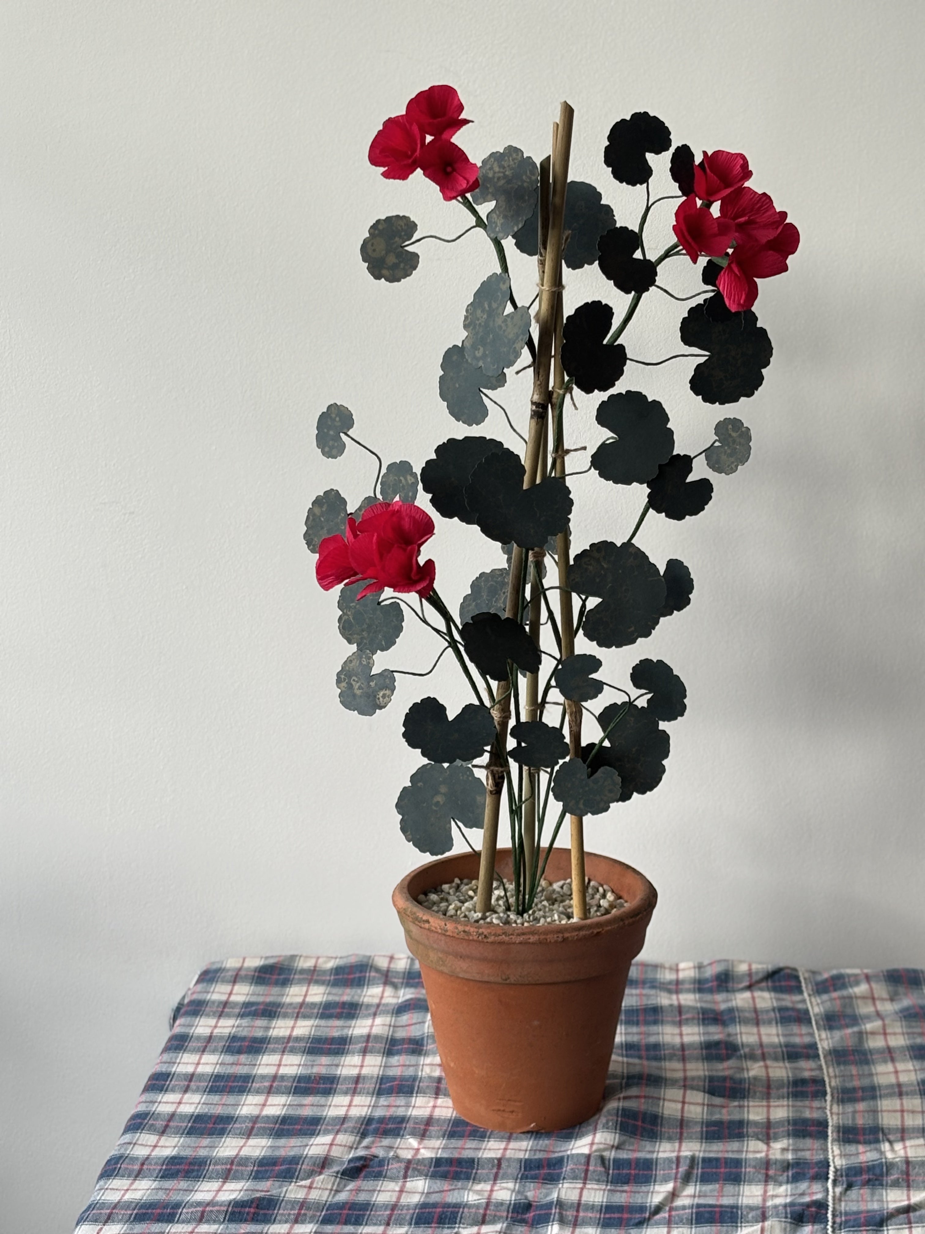 Paper Geranium