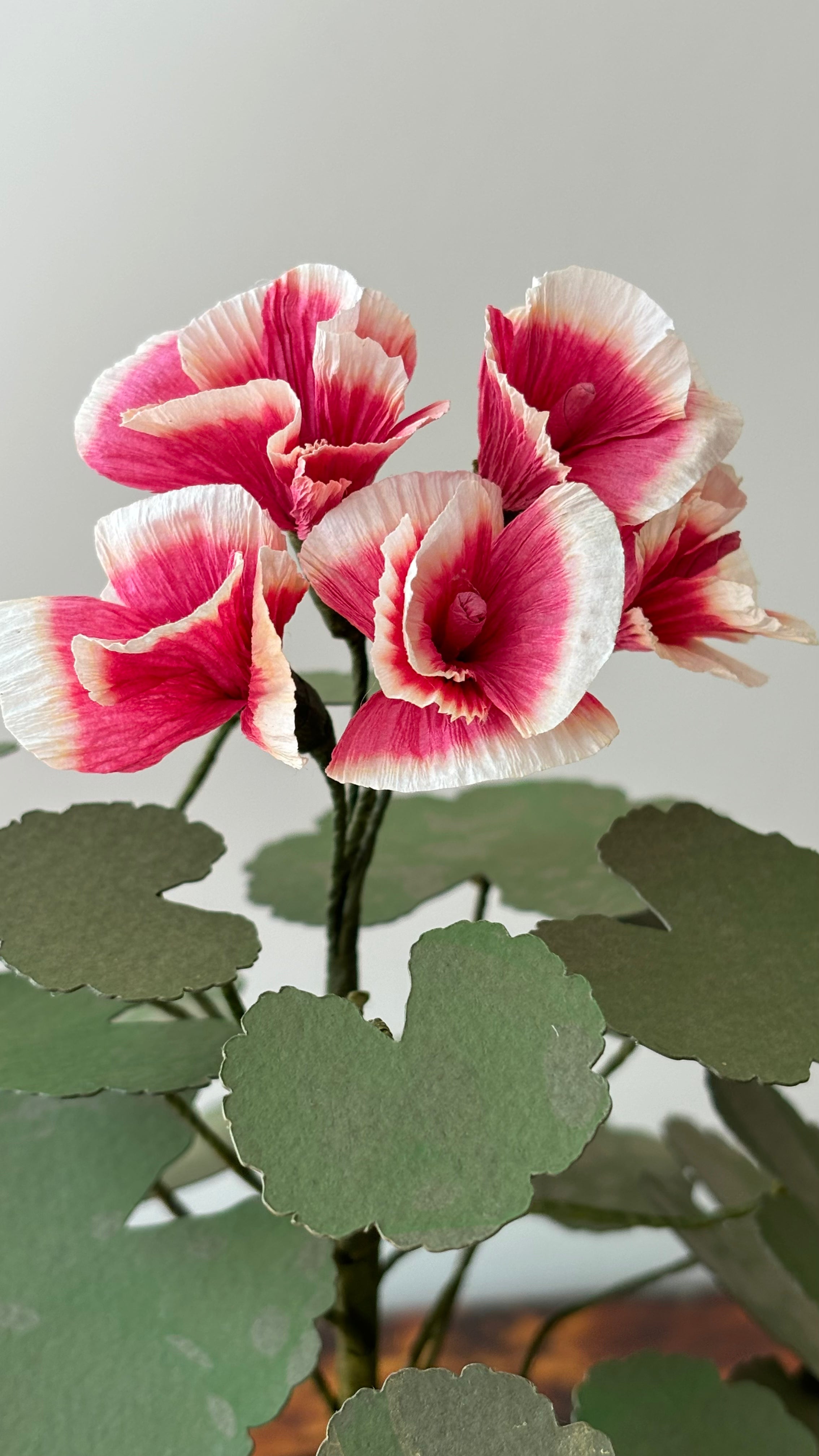Geranium