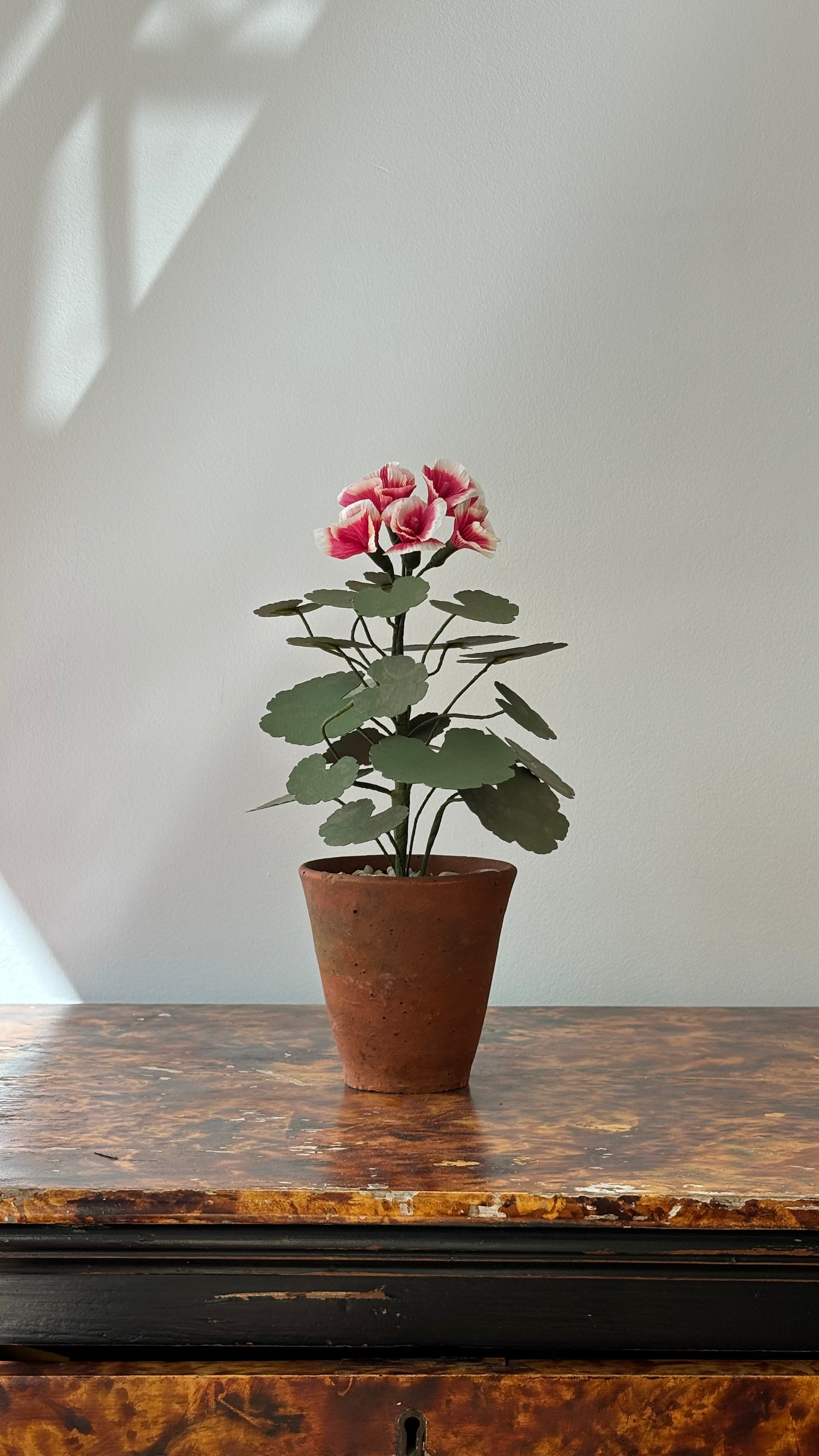 Geranium
