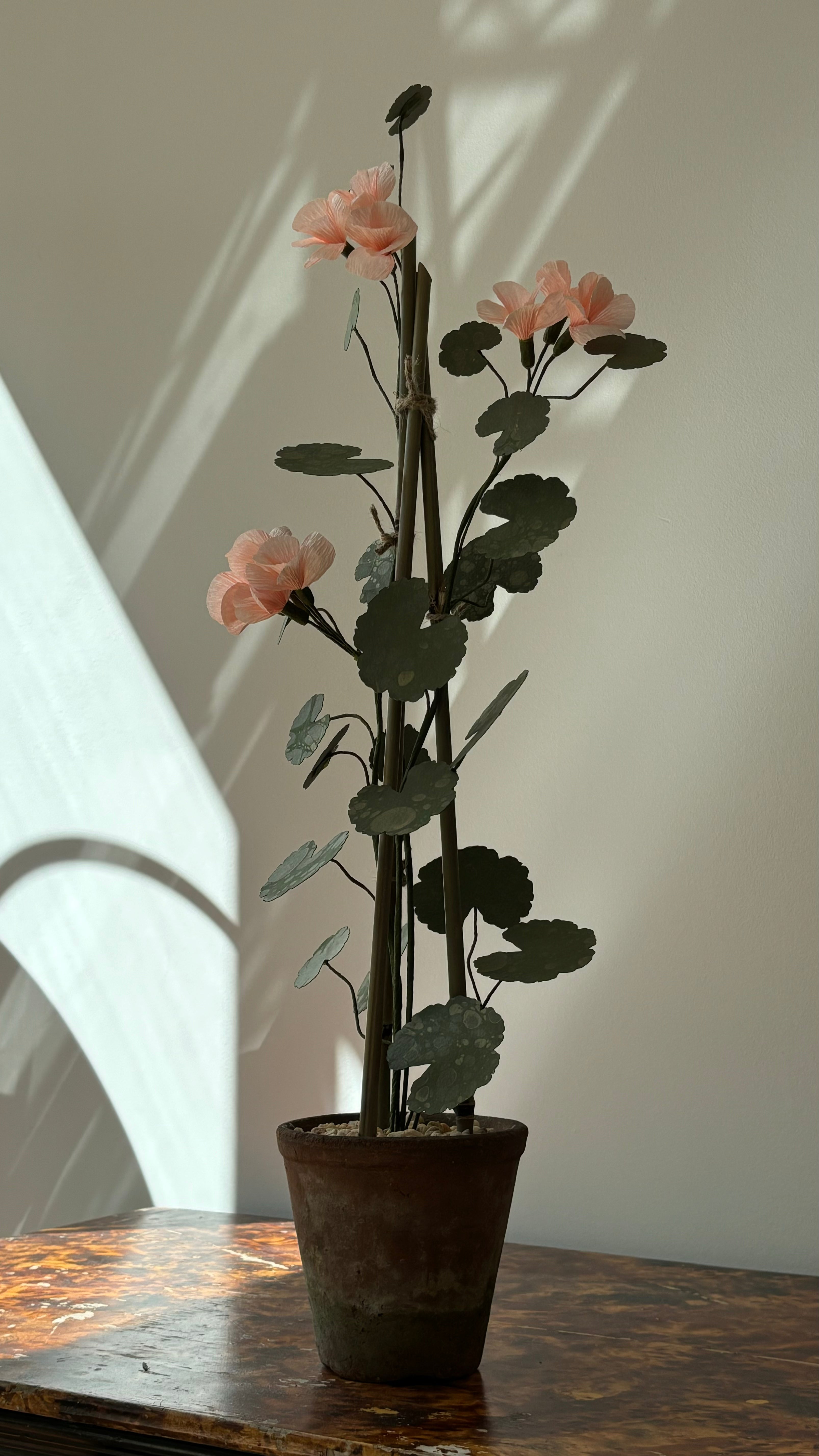 Geranium