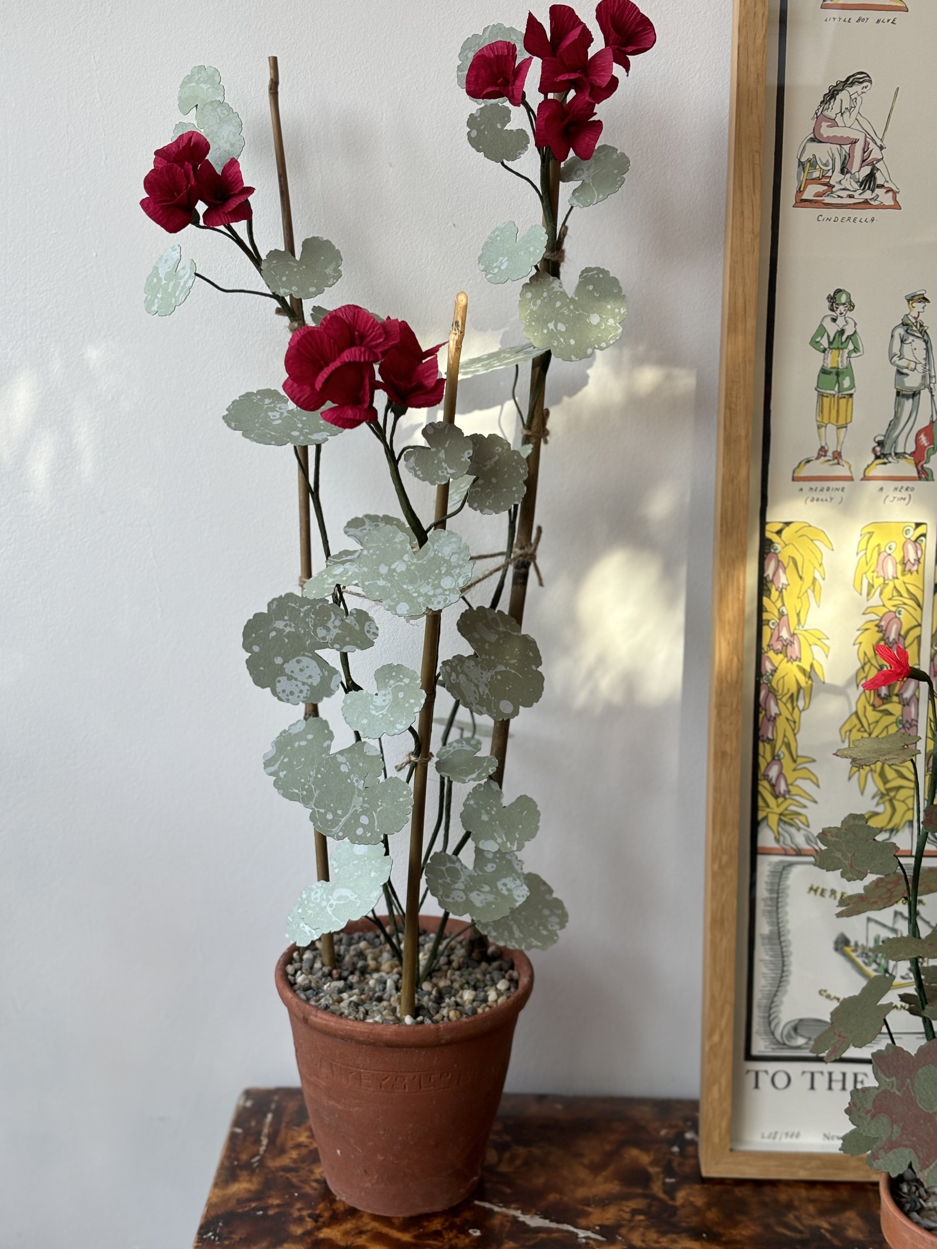 Paper Geranium