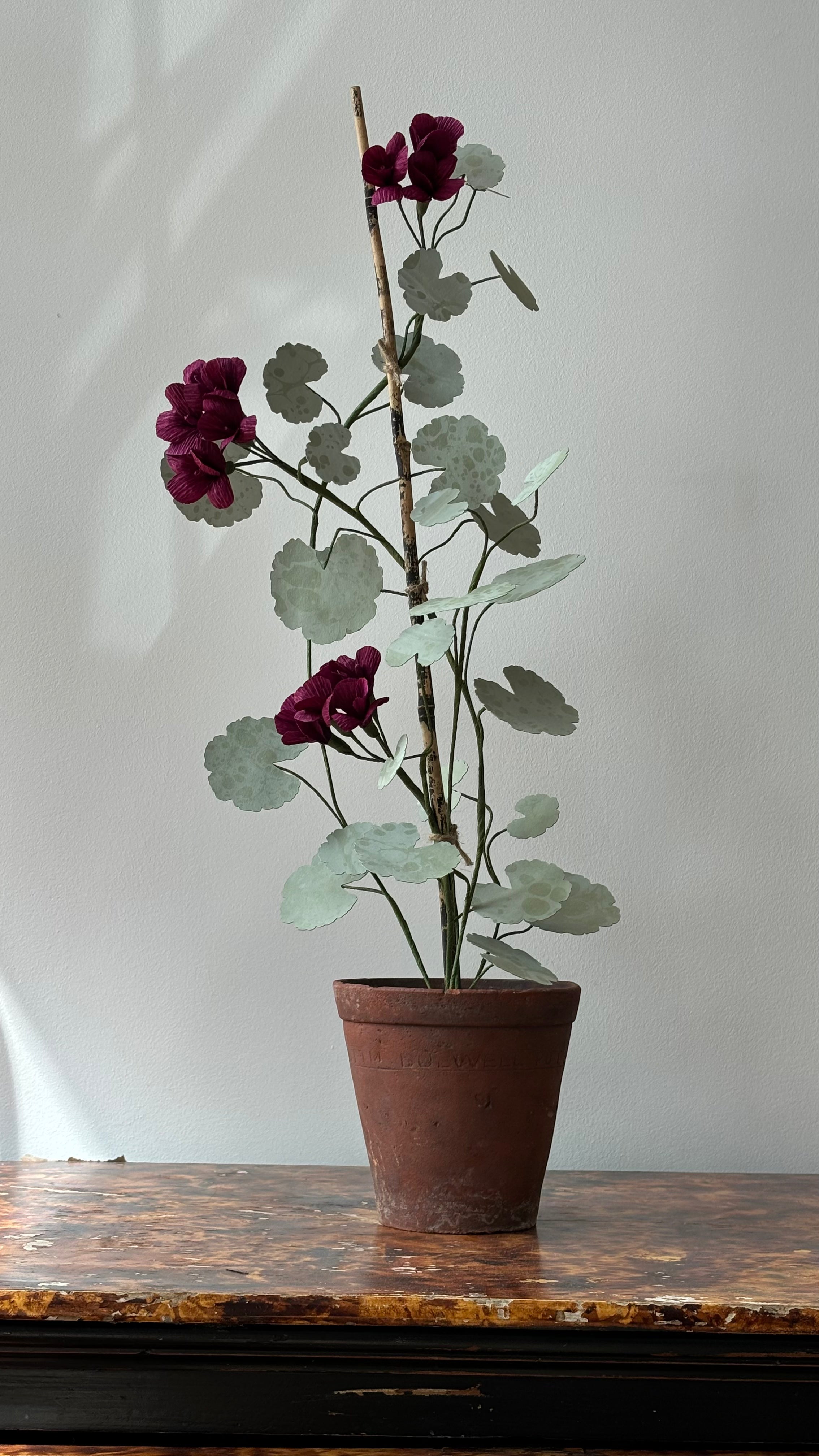 Geranium