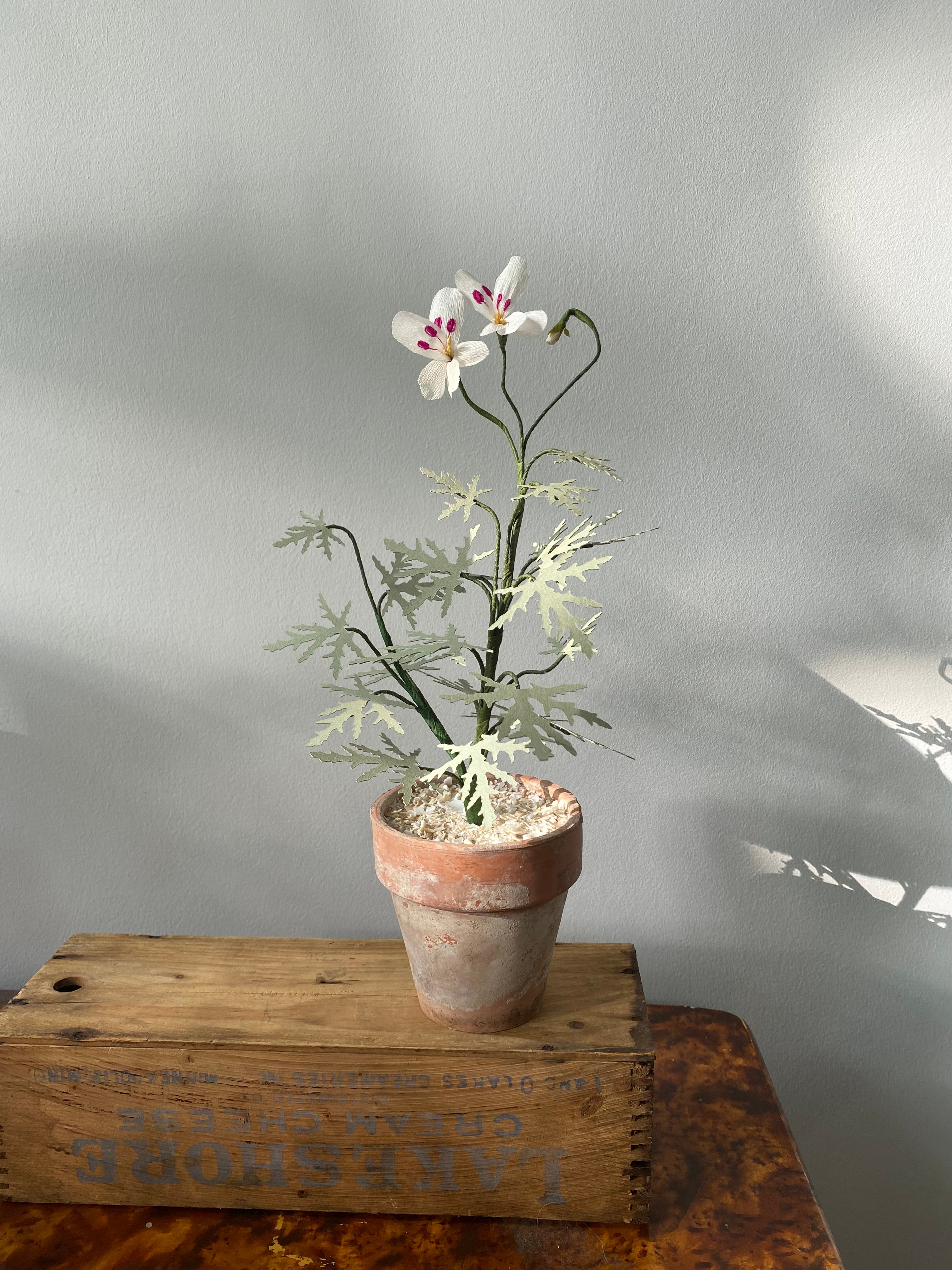 Paper Geranium