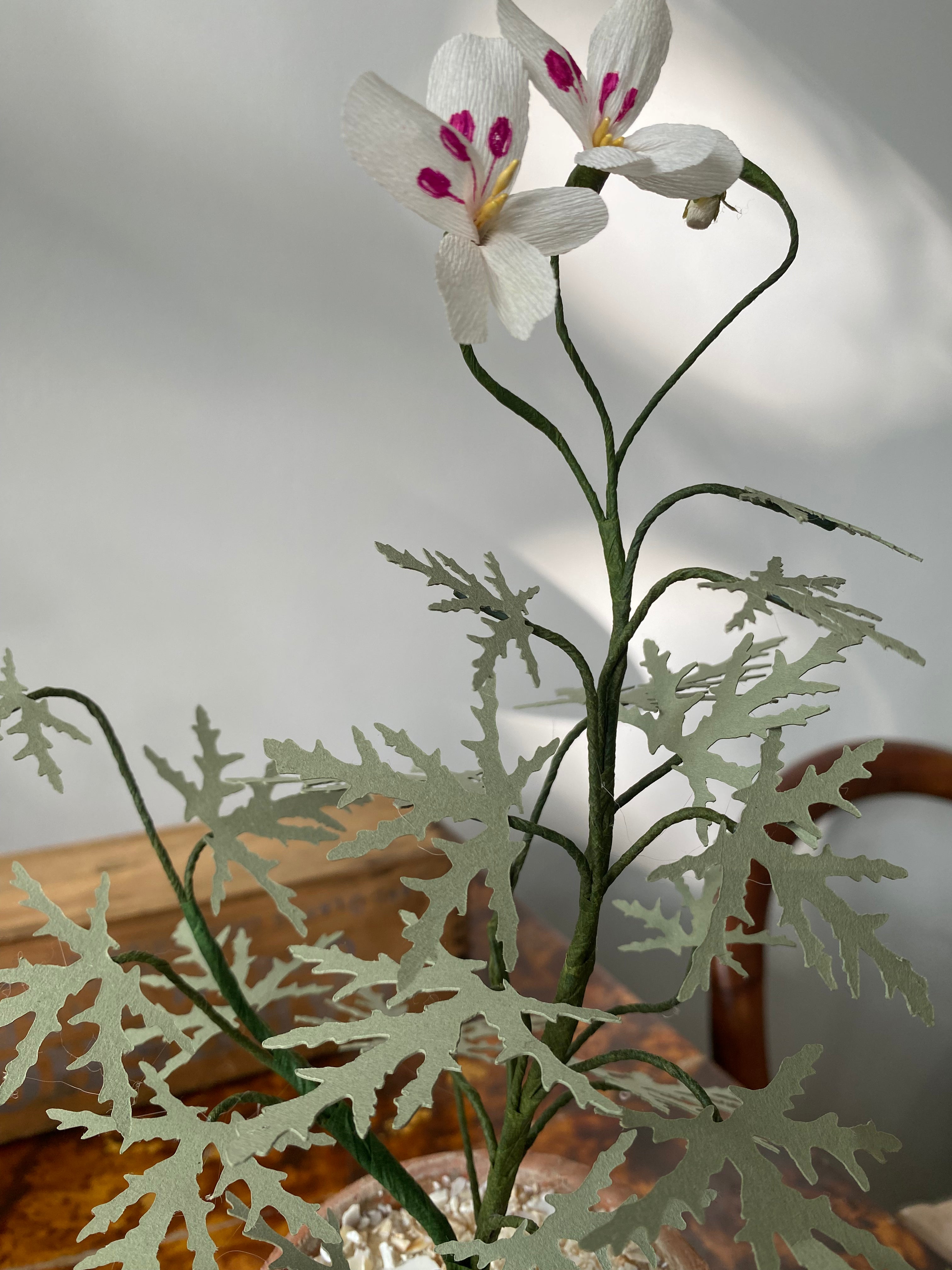Paper Geranium
