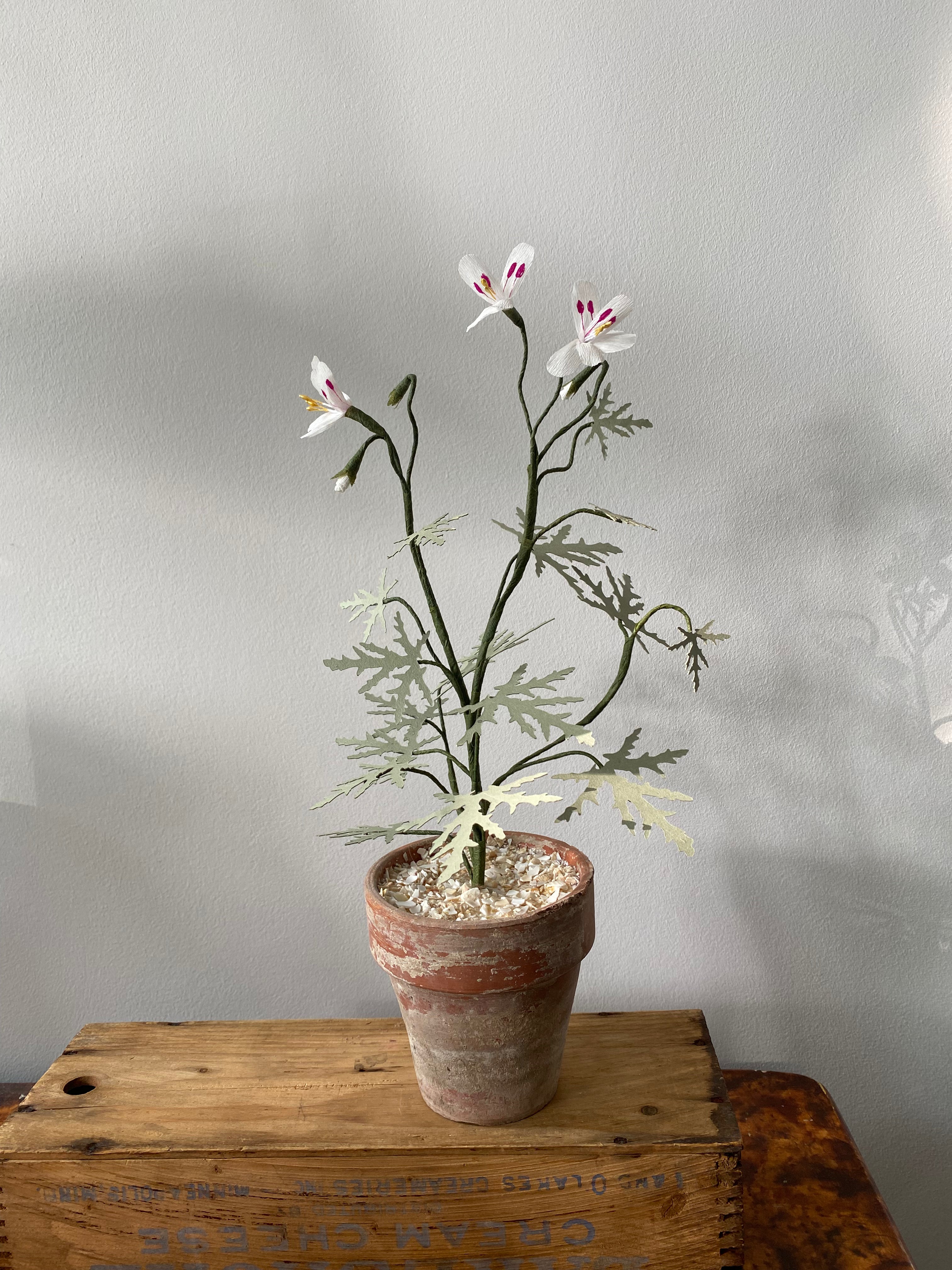 Paper Geranium