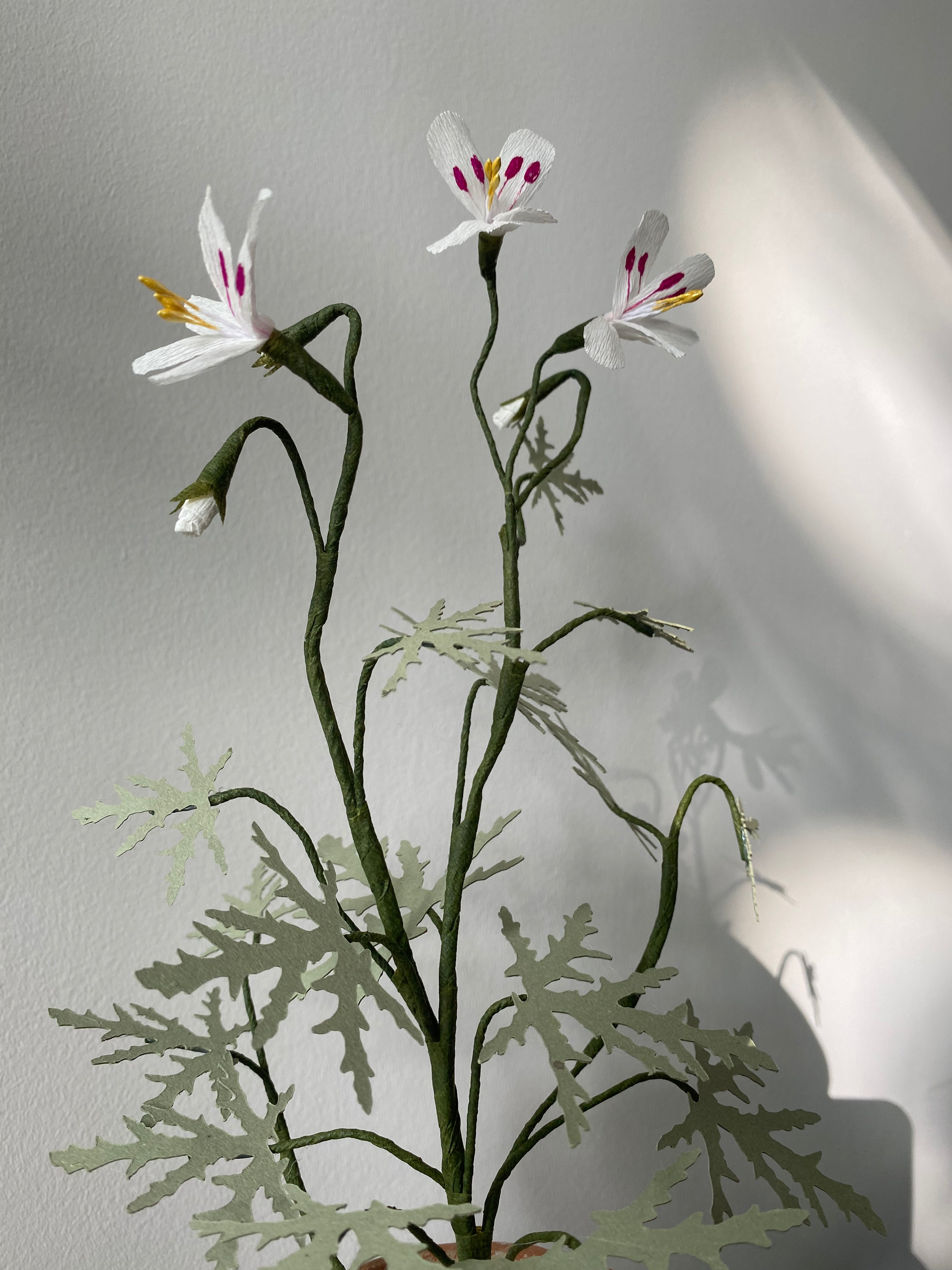 Paper Geranium