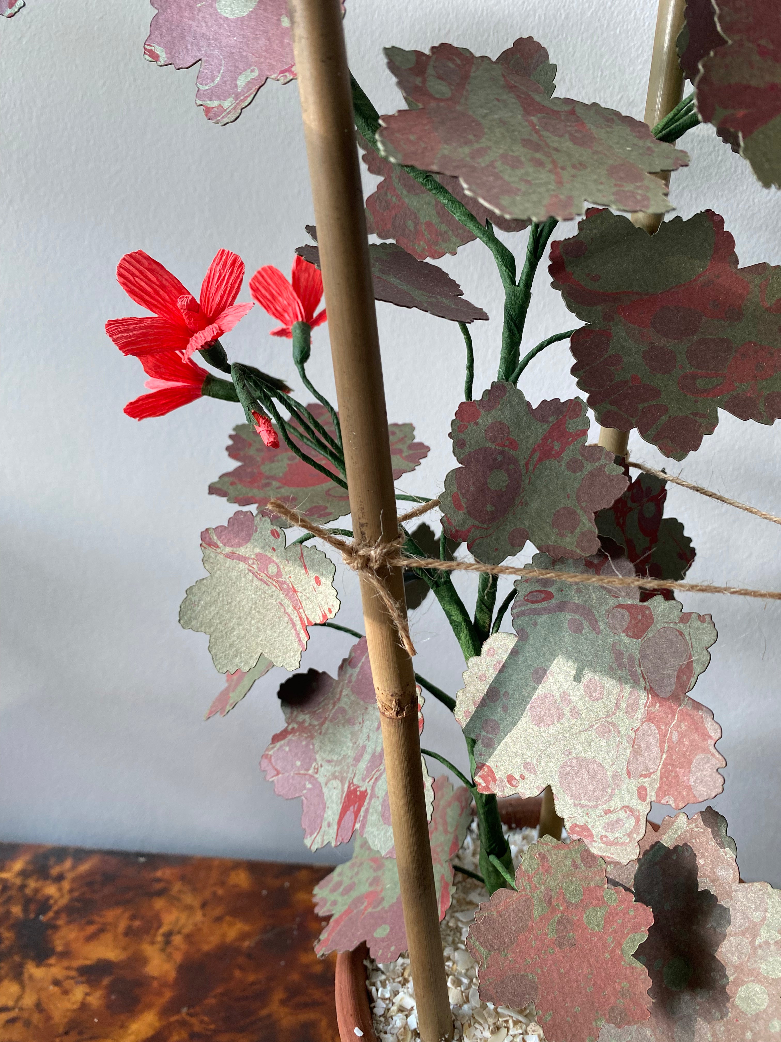 Paper Geranium