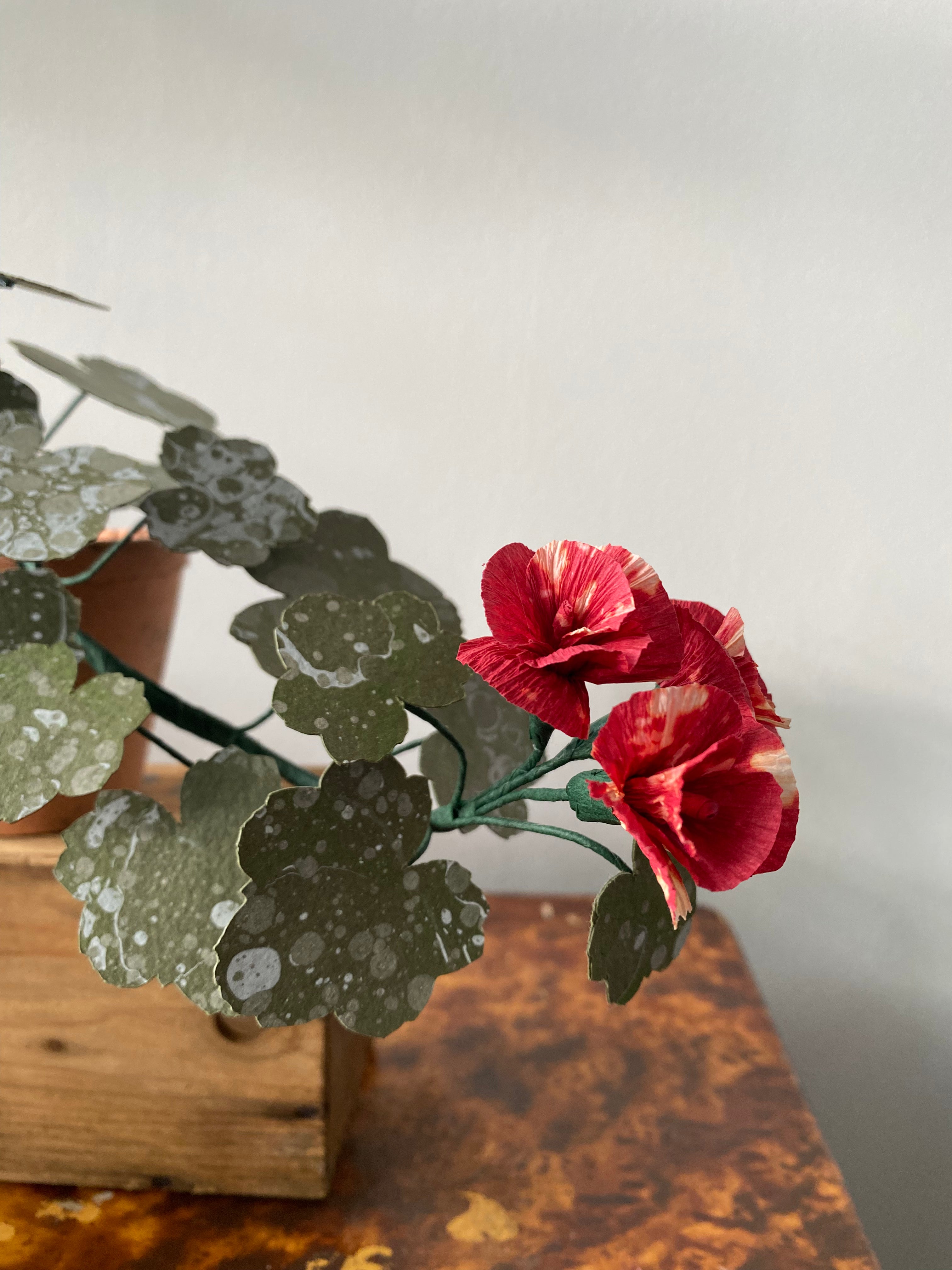 Paper Geranium trailing