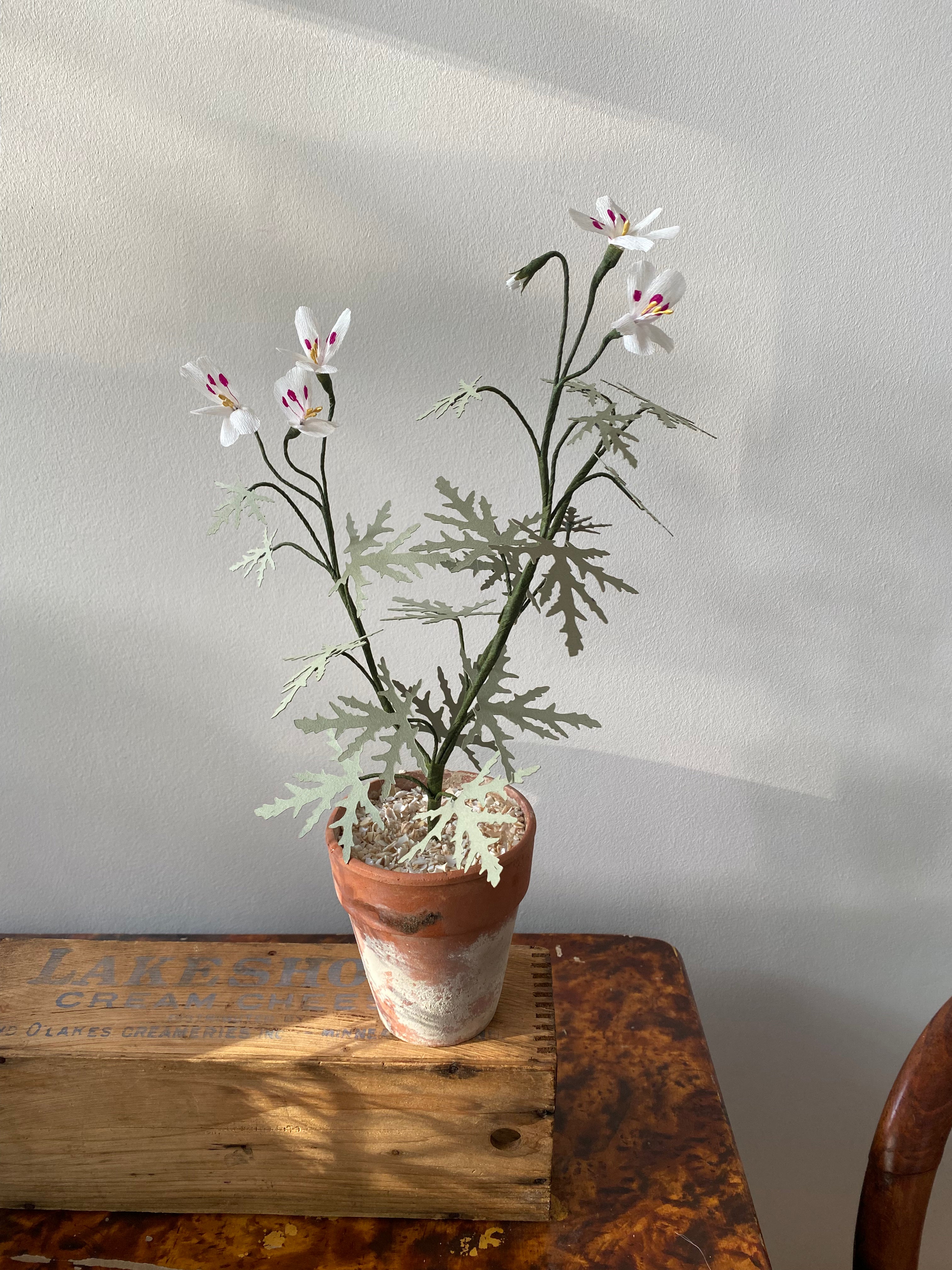 Paper Geranium