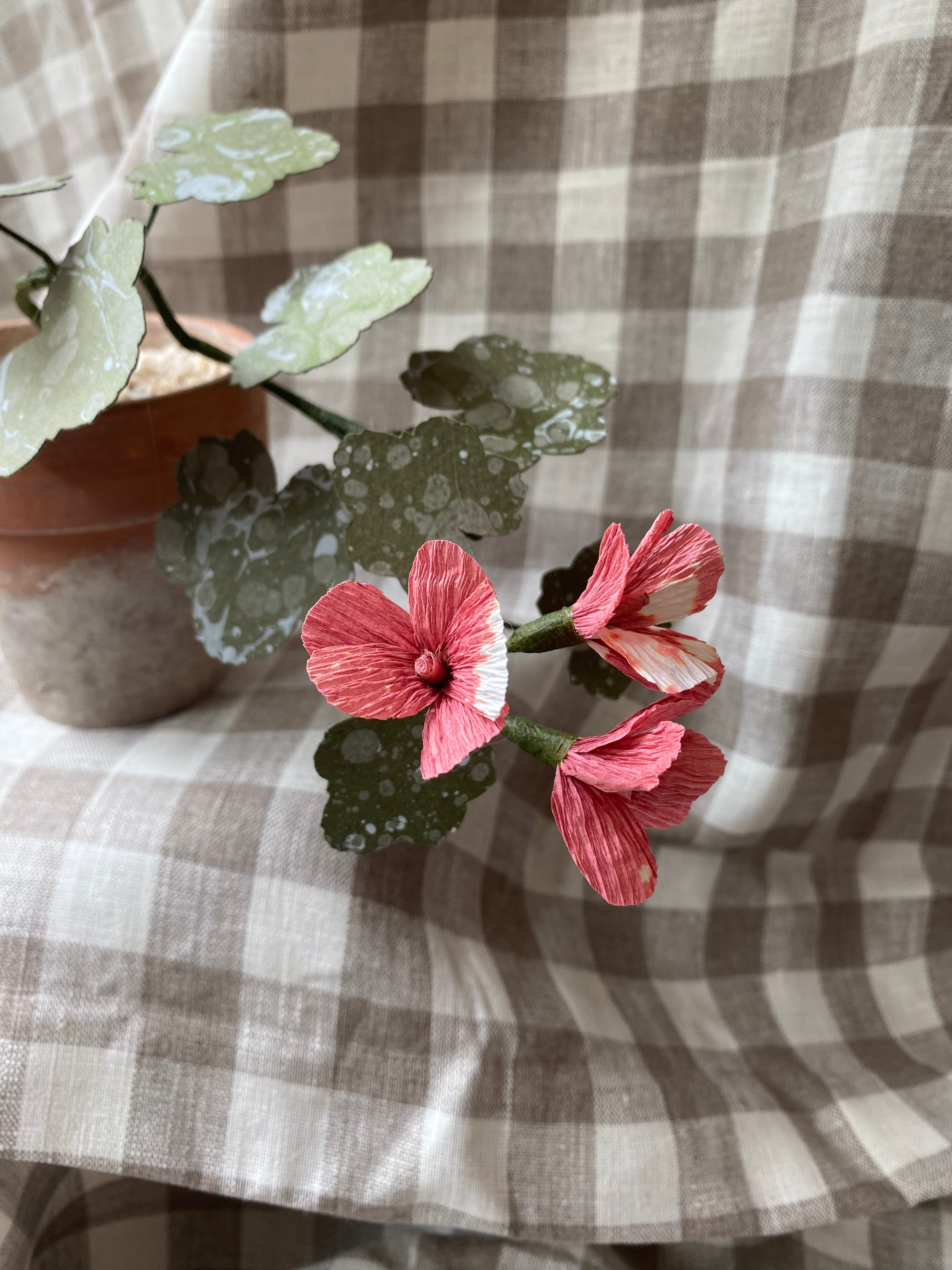 Paper Geranium trailing
