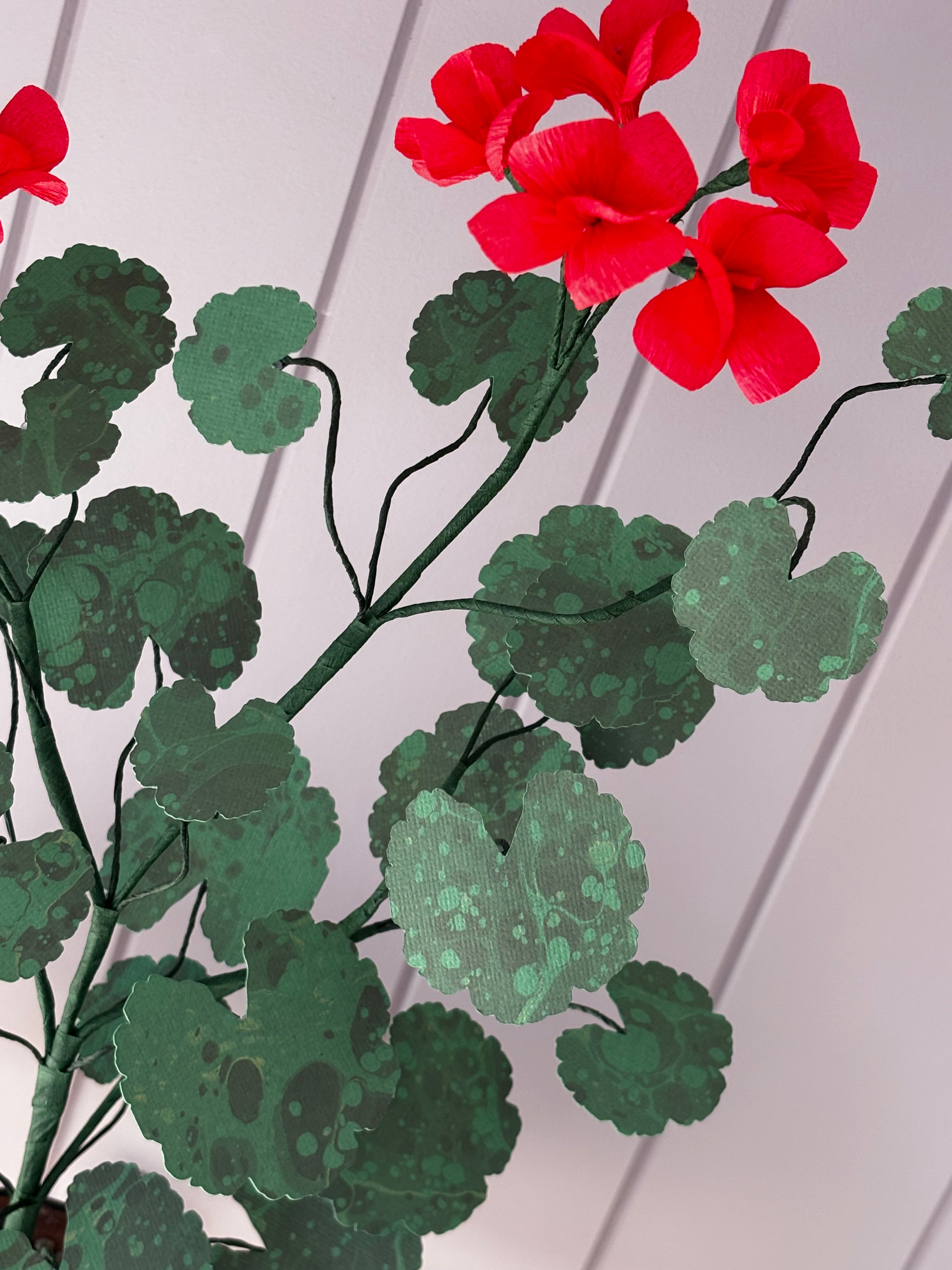 Paper geranium