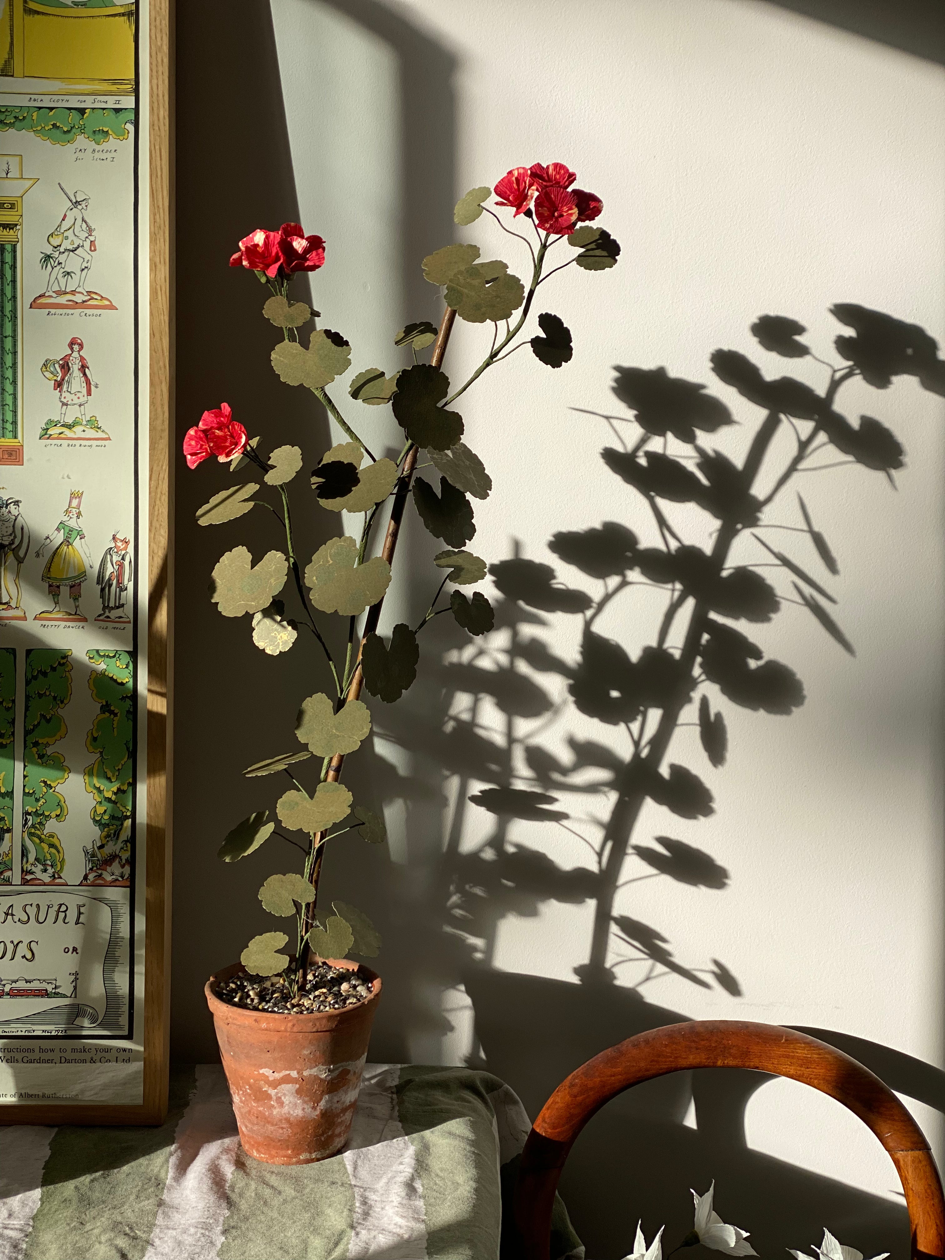 Paper Geranium (IV) *COLLECTION ONLY*