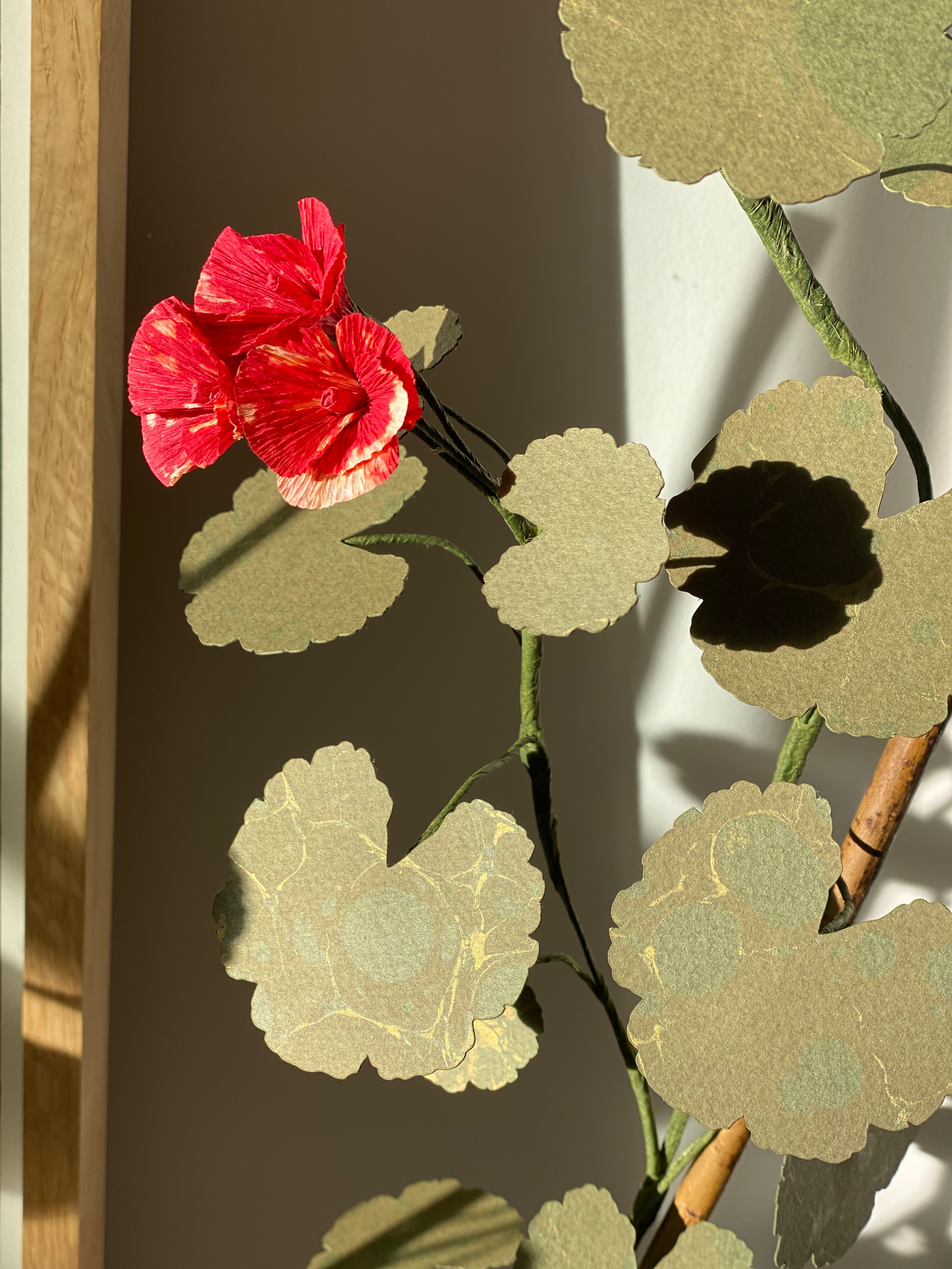 Paper Geranium (IV) *COLLECTION ONLY*