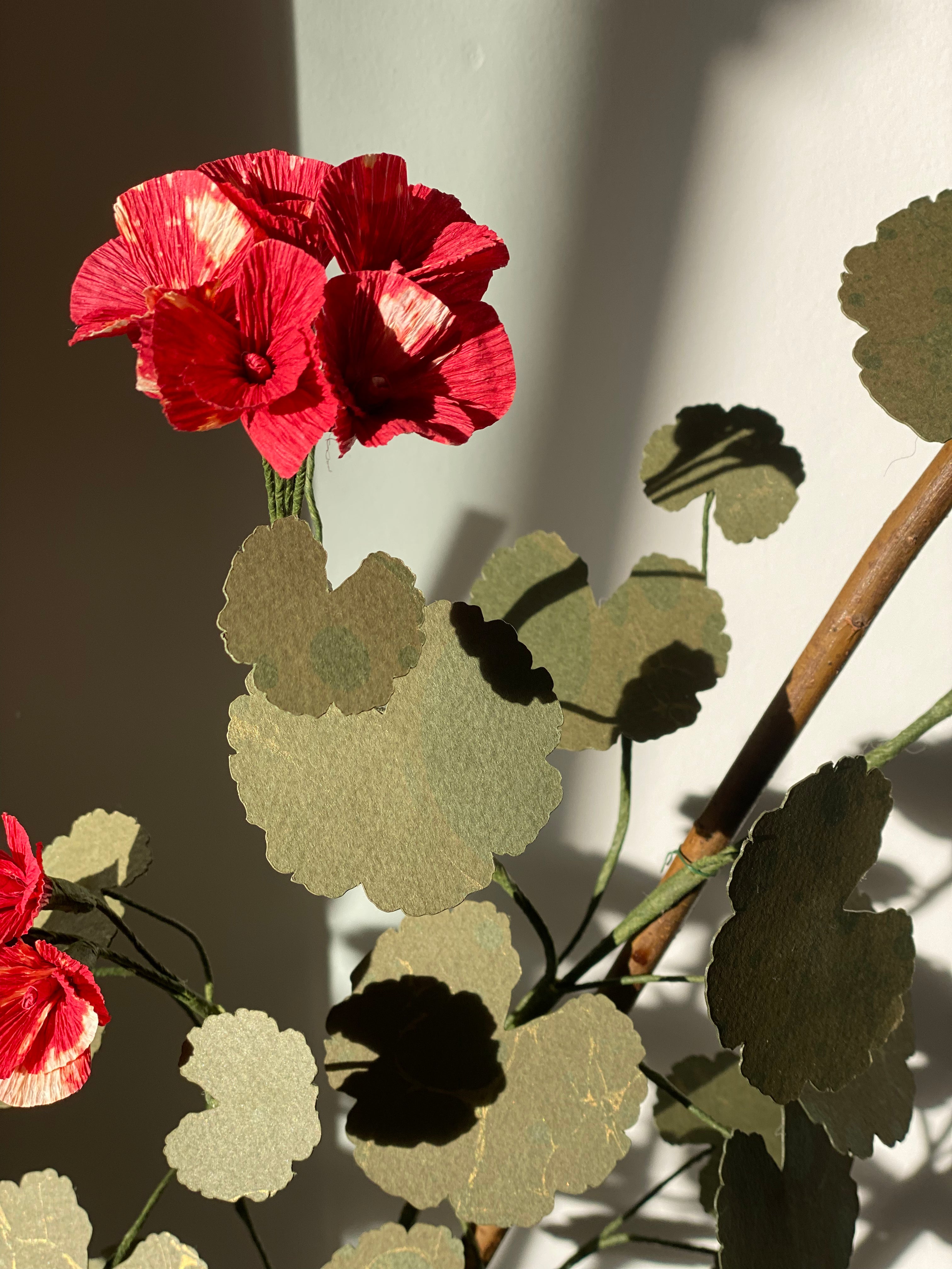 Paper Geranium (IV) *COLLECTION ONLY*