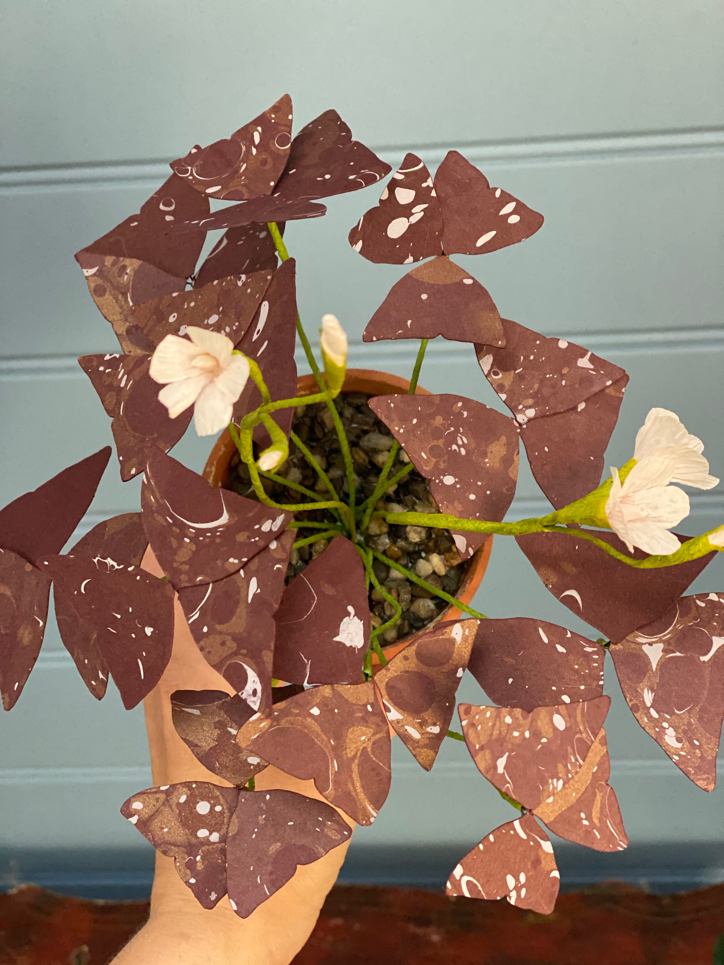 Paper Oxalis