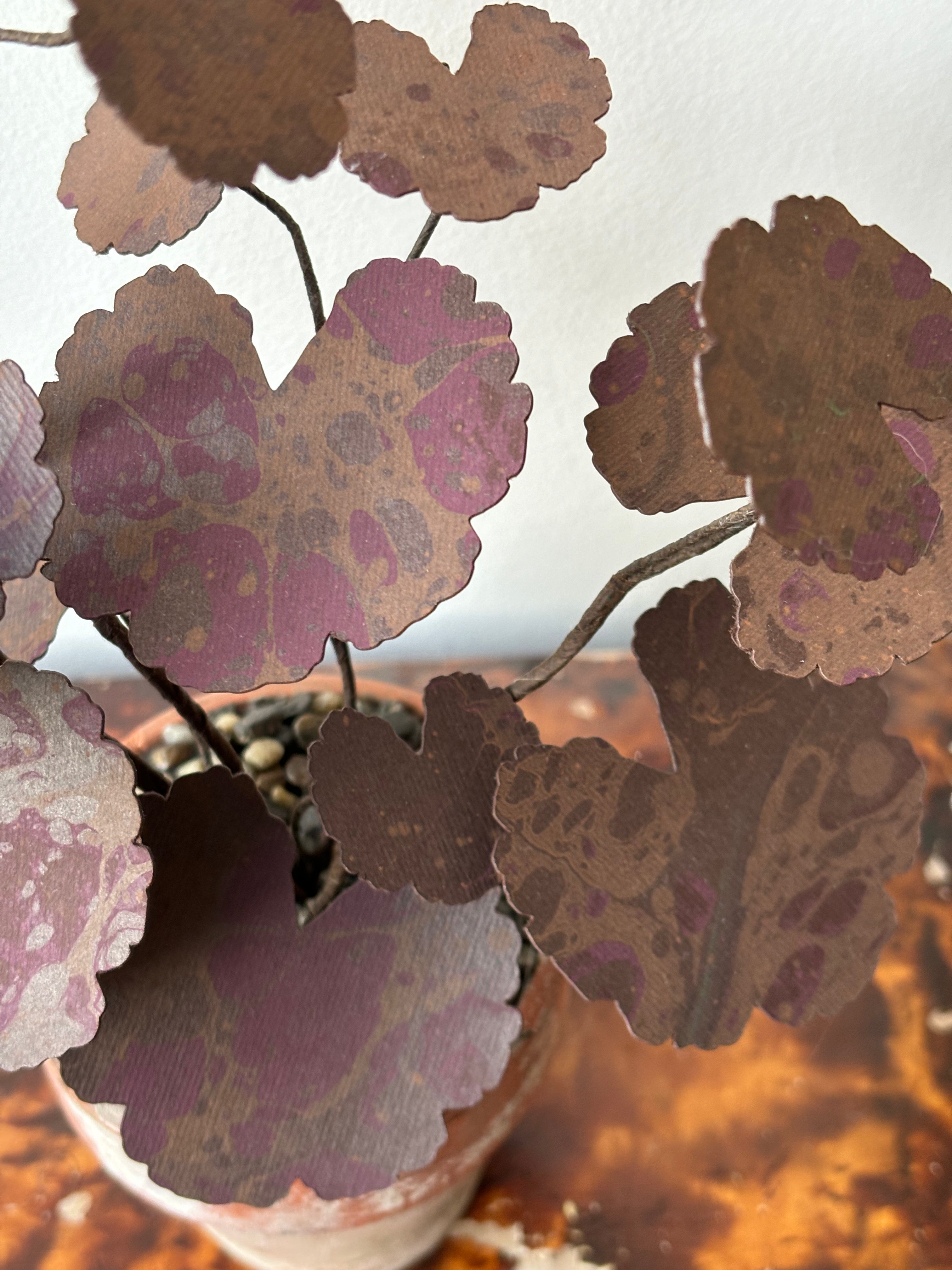 Paper Geranium