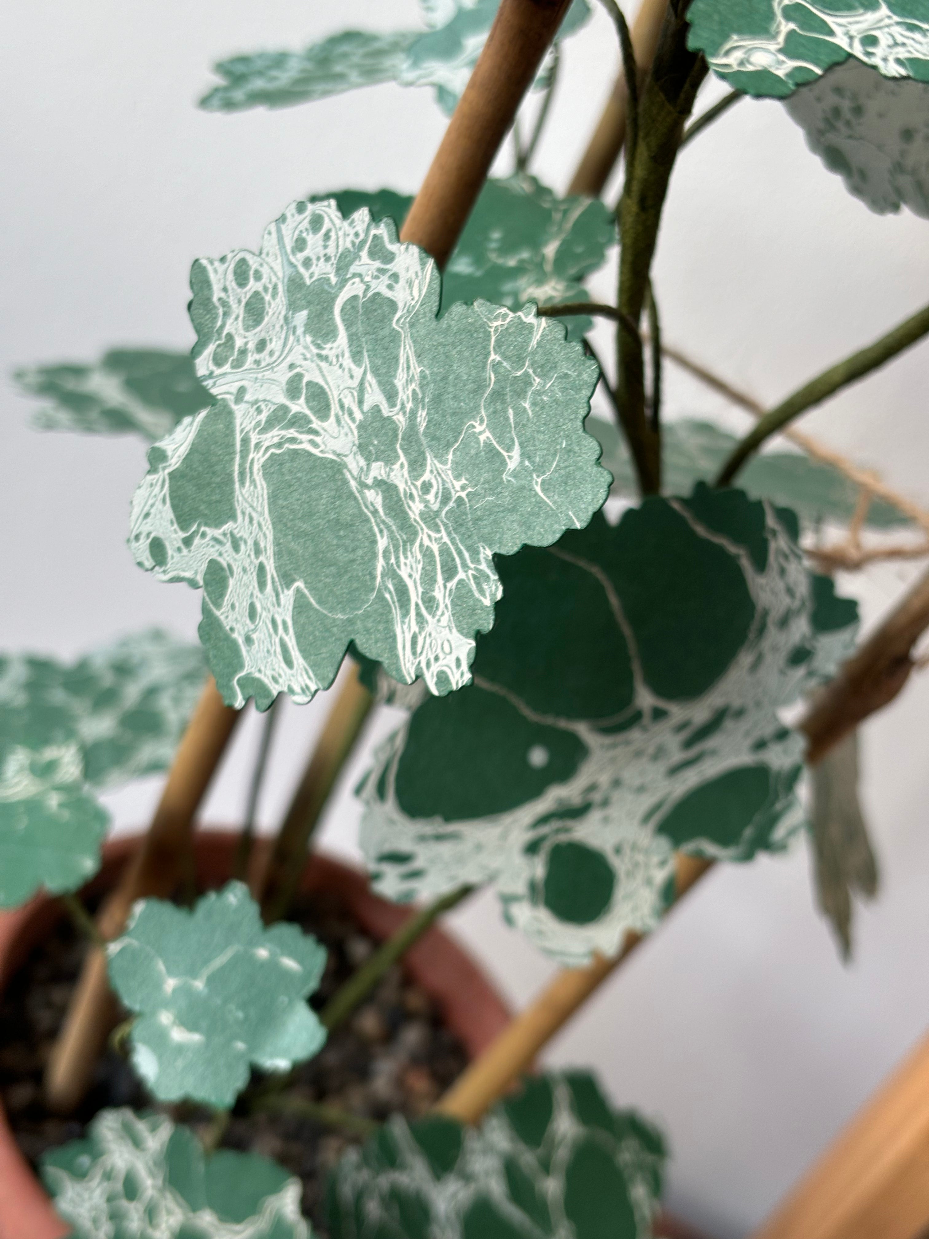 Paper Geranium