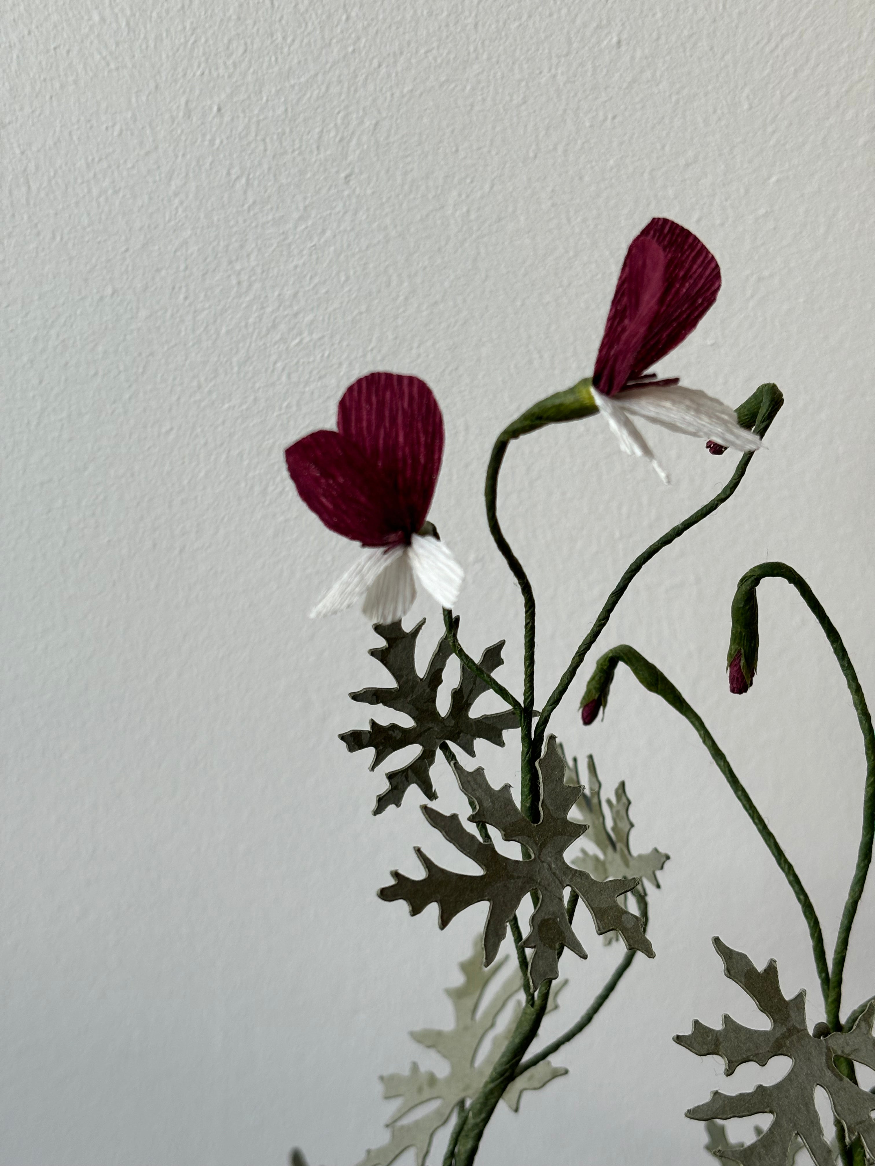 Paper Geranium