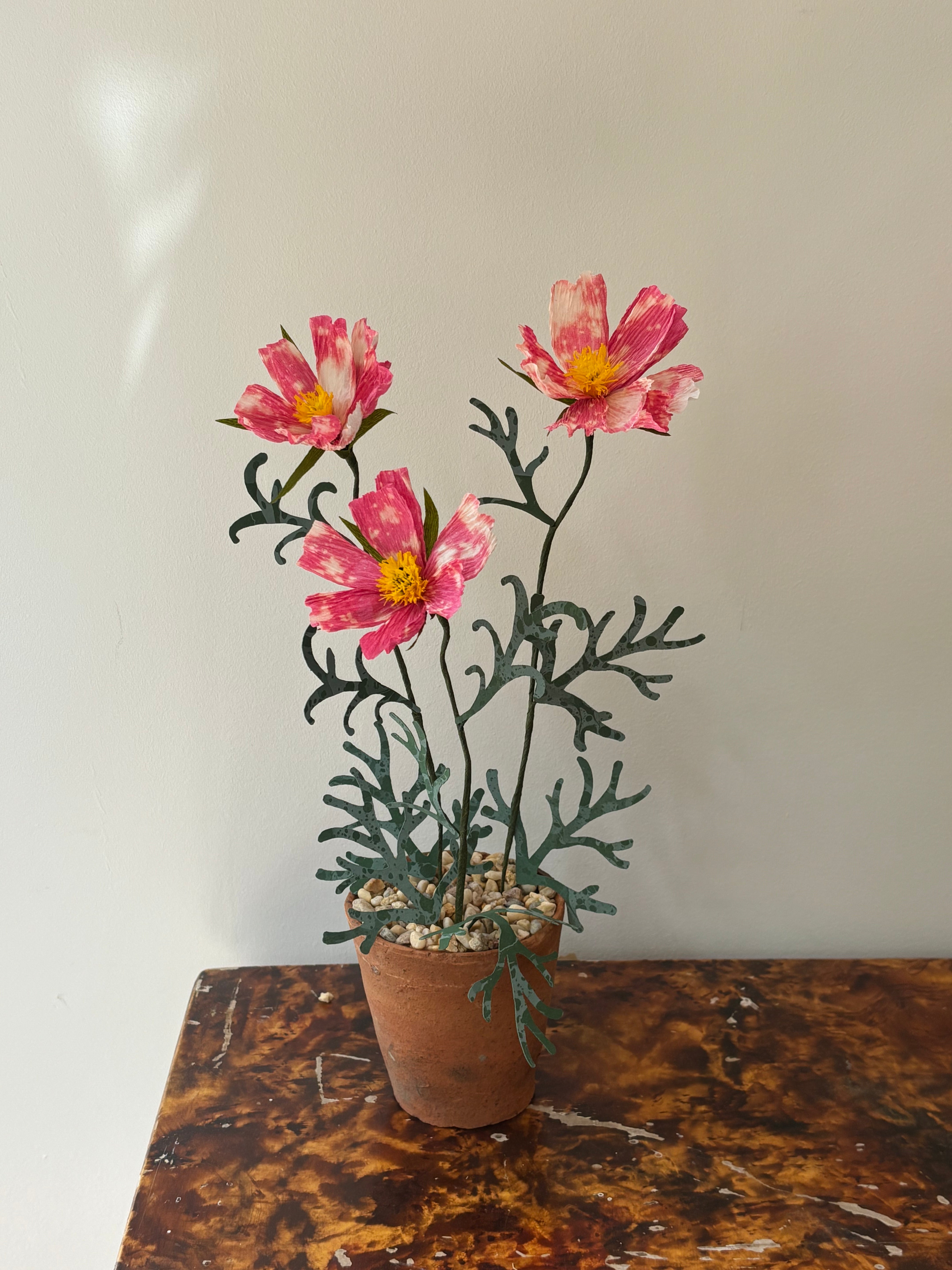Cosmos