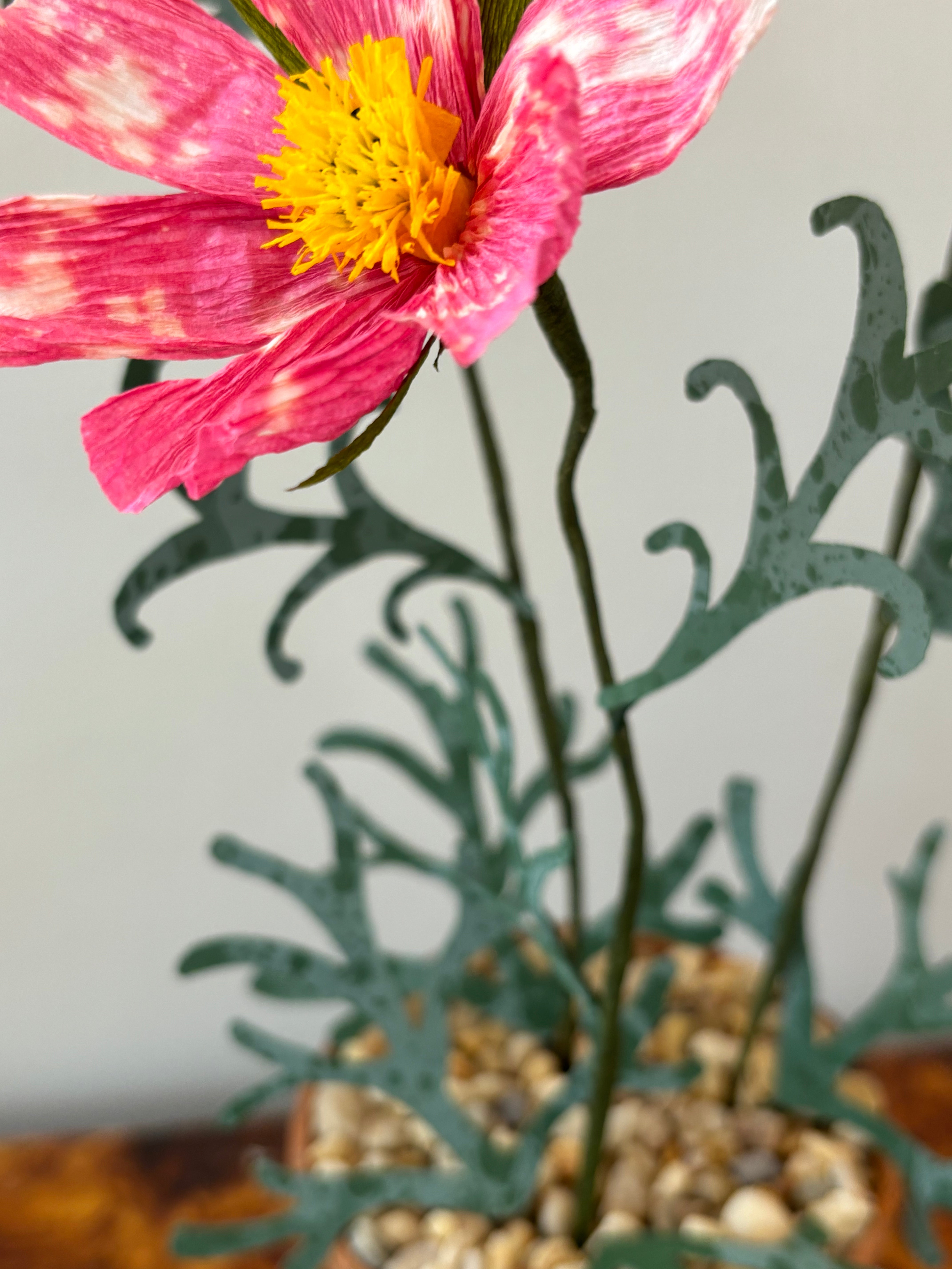 Cosmos