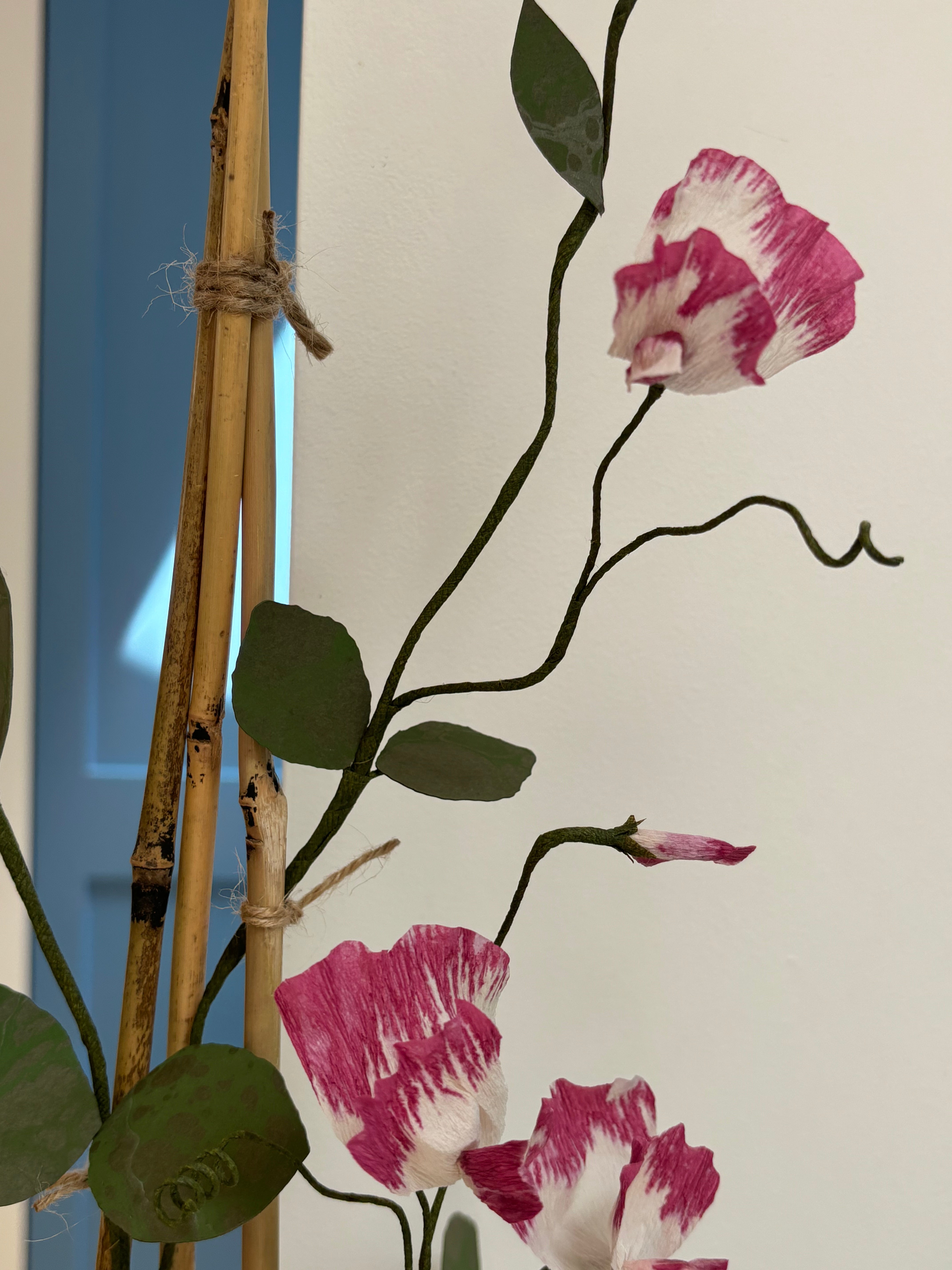 Sweetpea