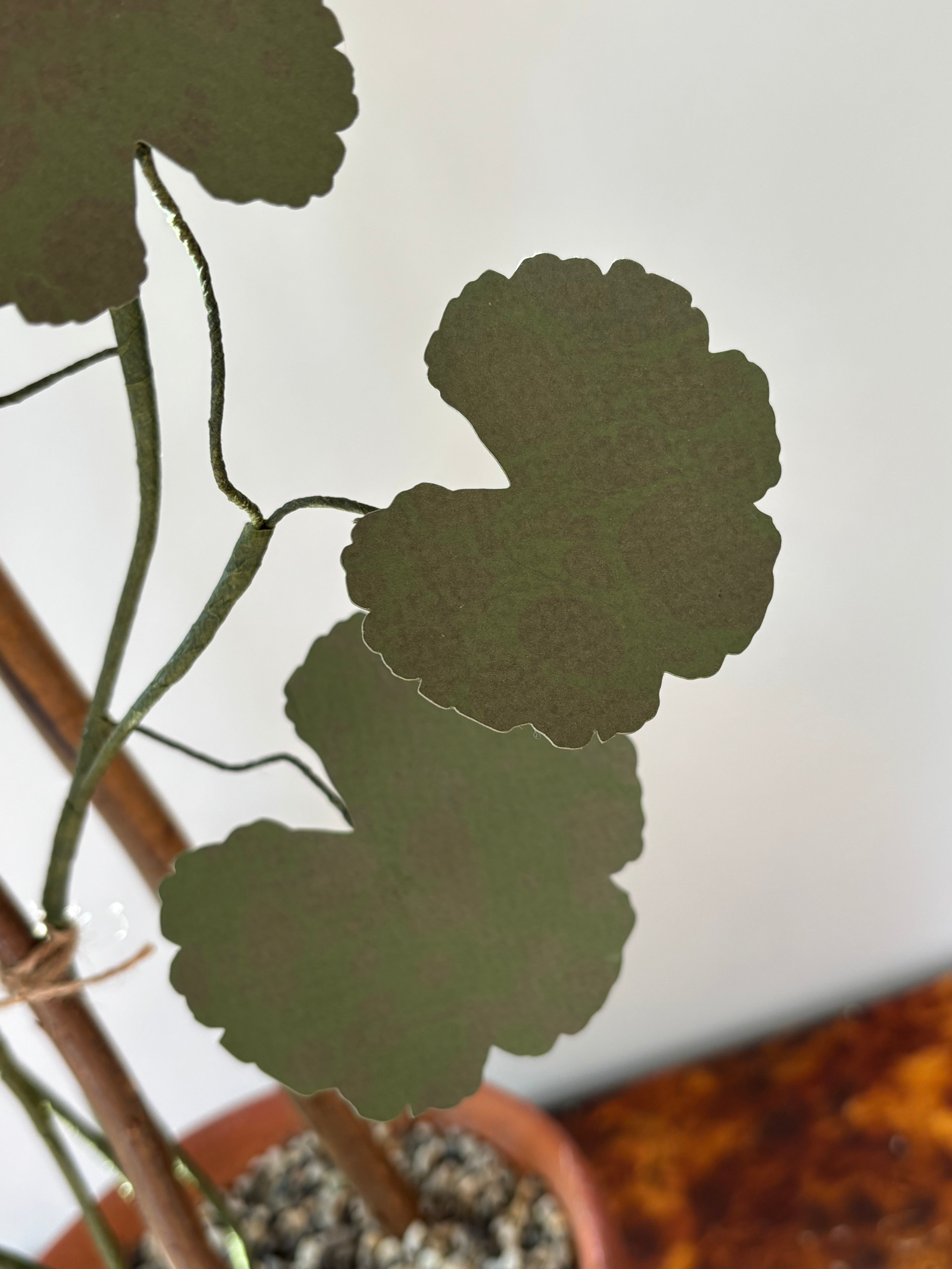 Paper Geranium - UK Delivery Only