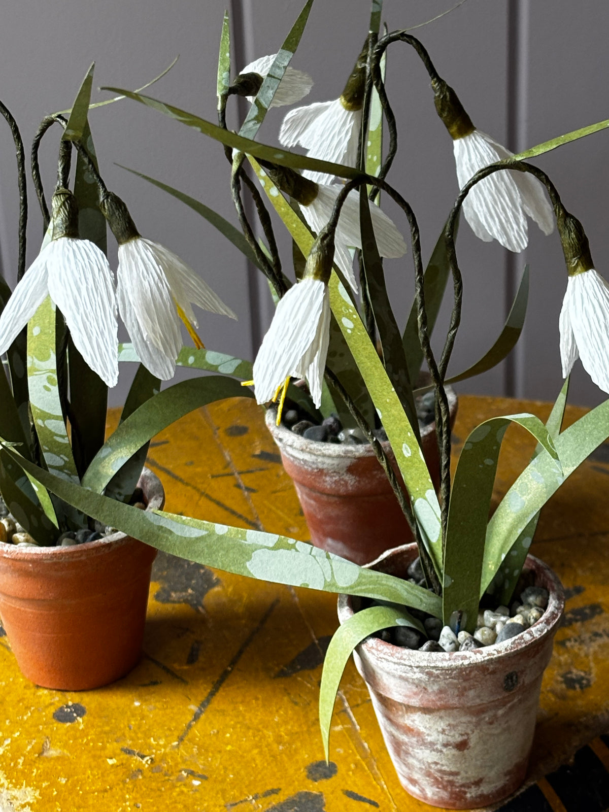 Little snowdrop (2)