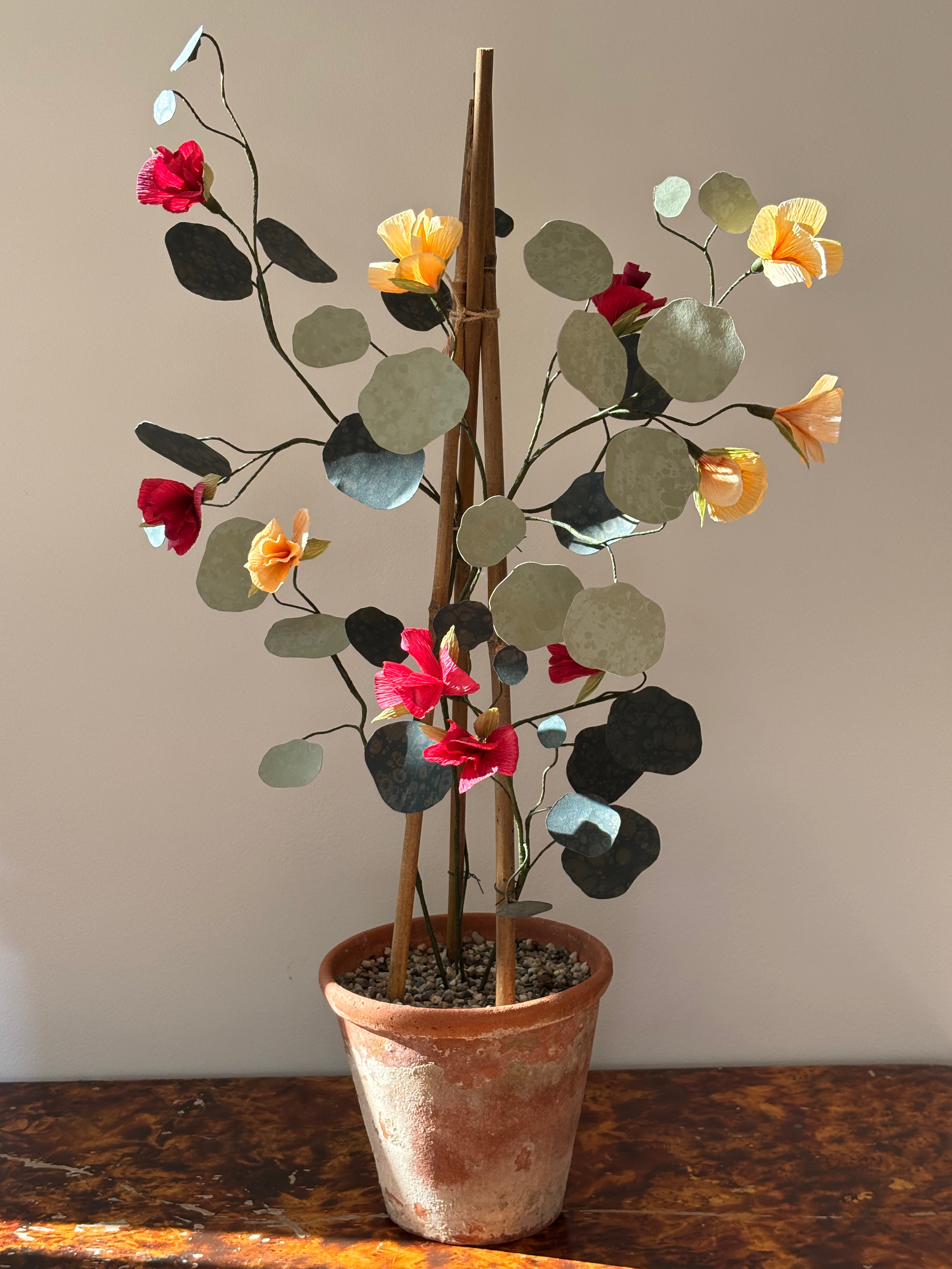 Nasturtium, upright