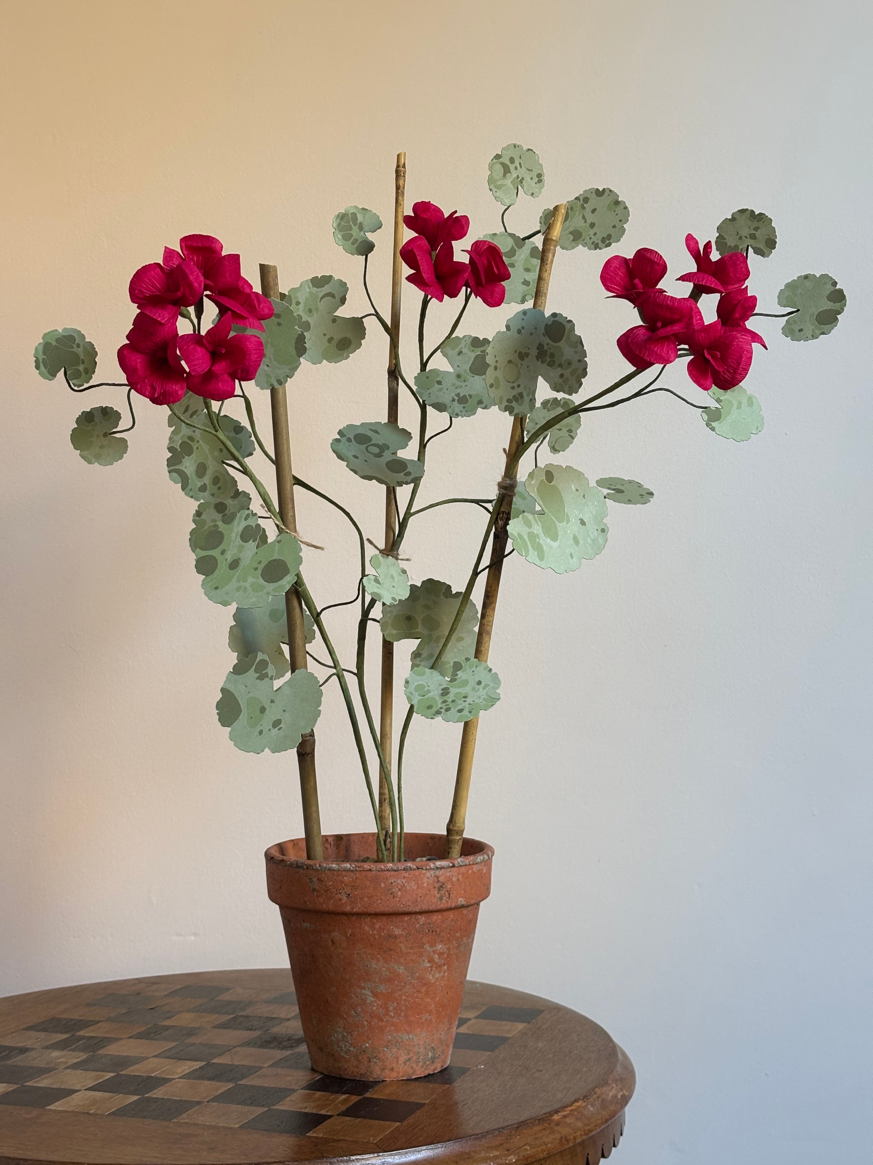 Paper Geranium