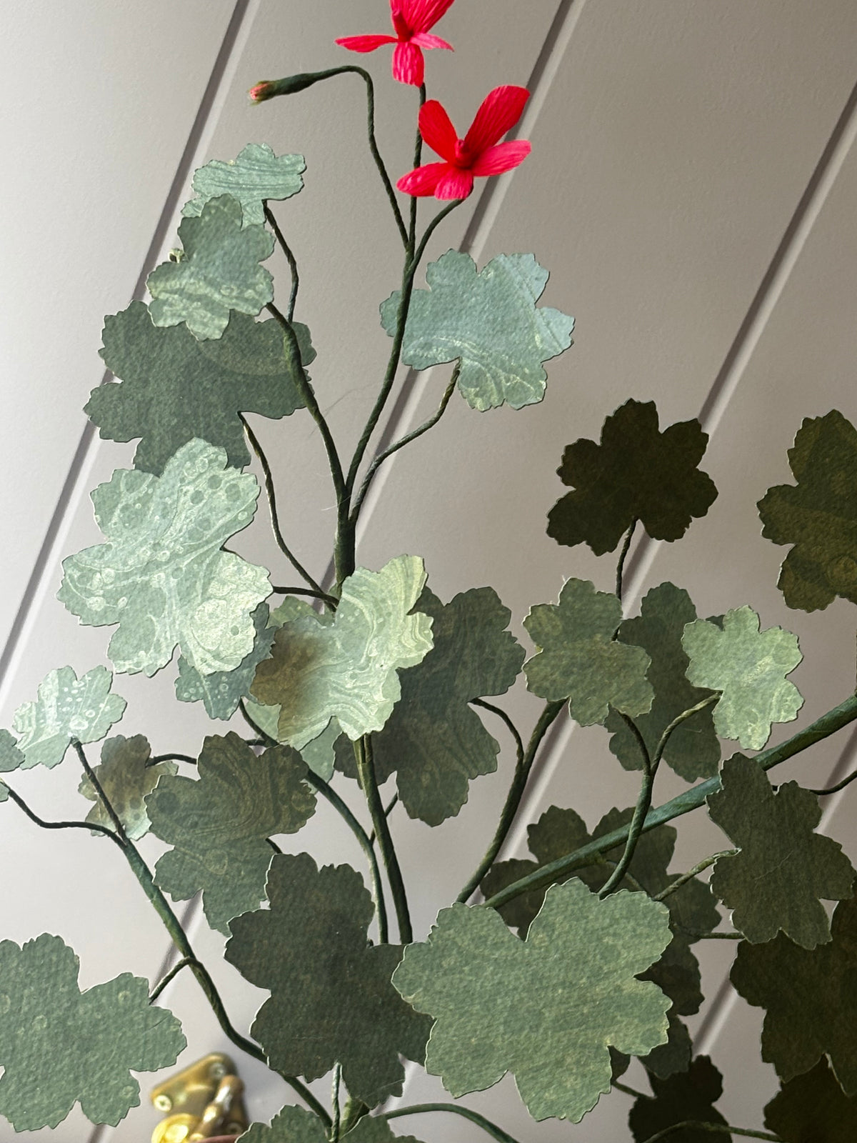 Paper geranium