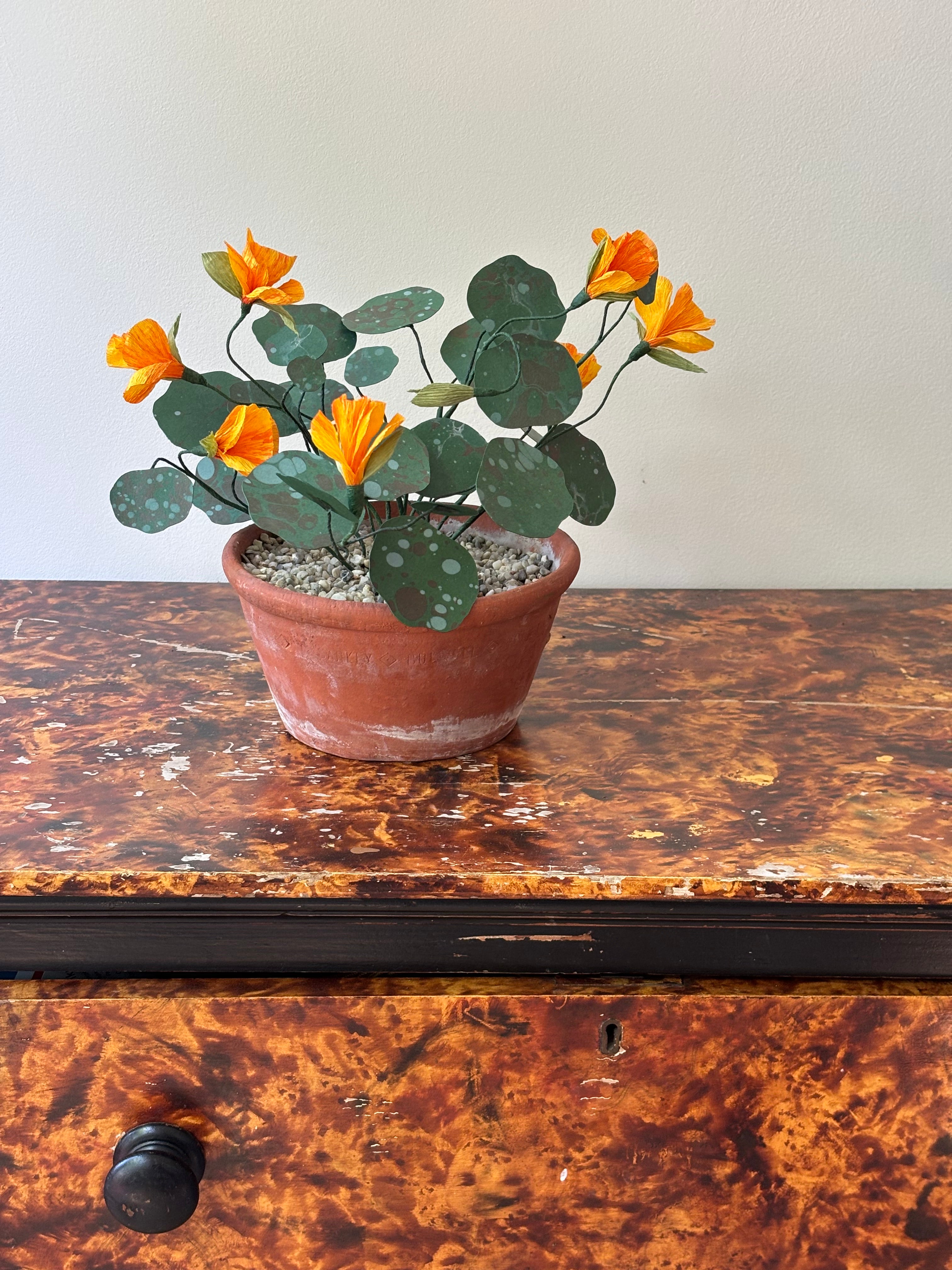 Nasturtium, trailing