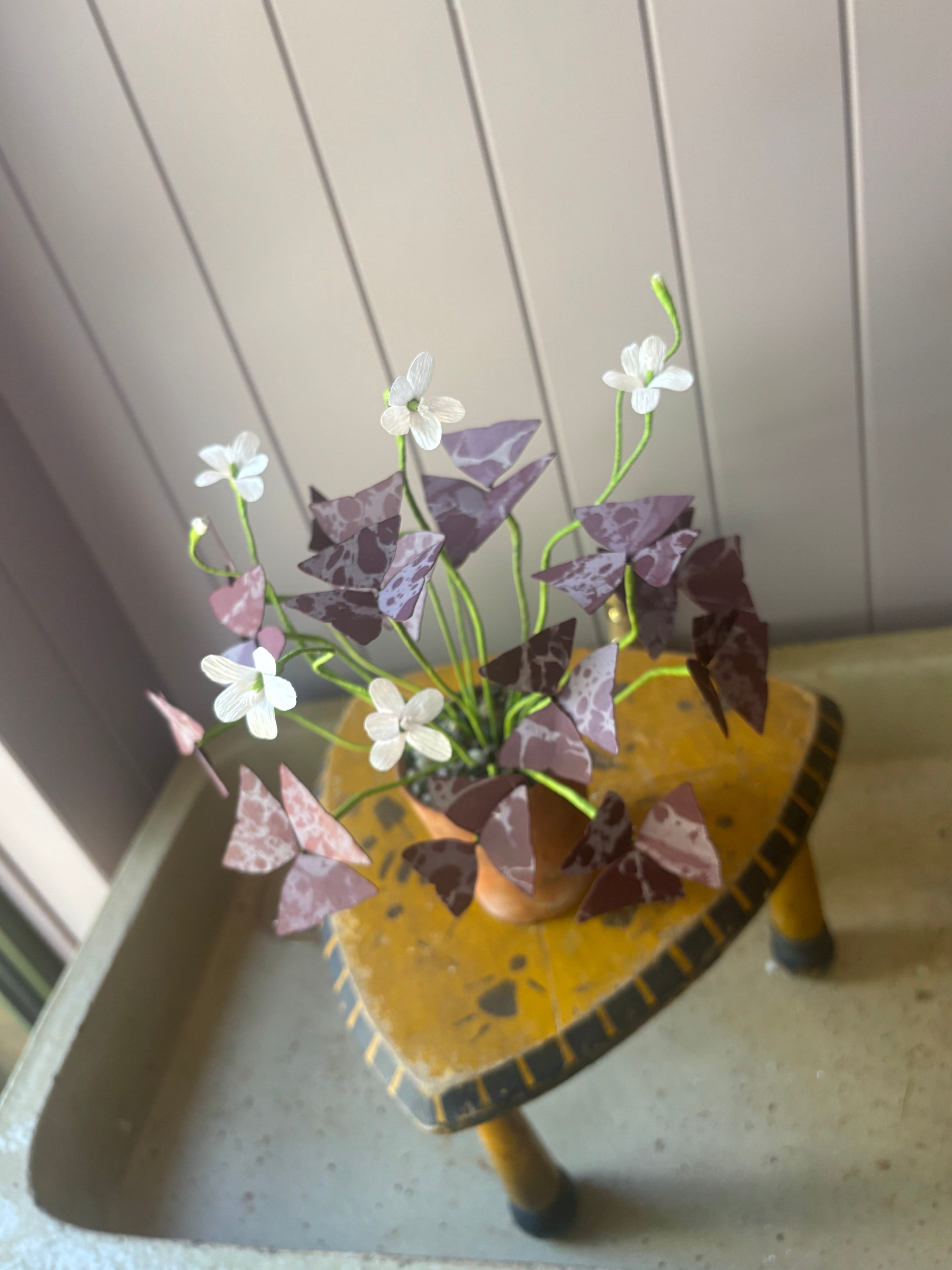 Paper Oxalis