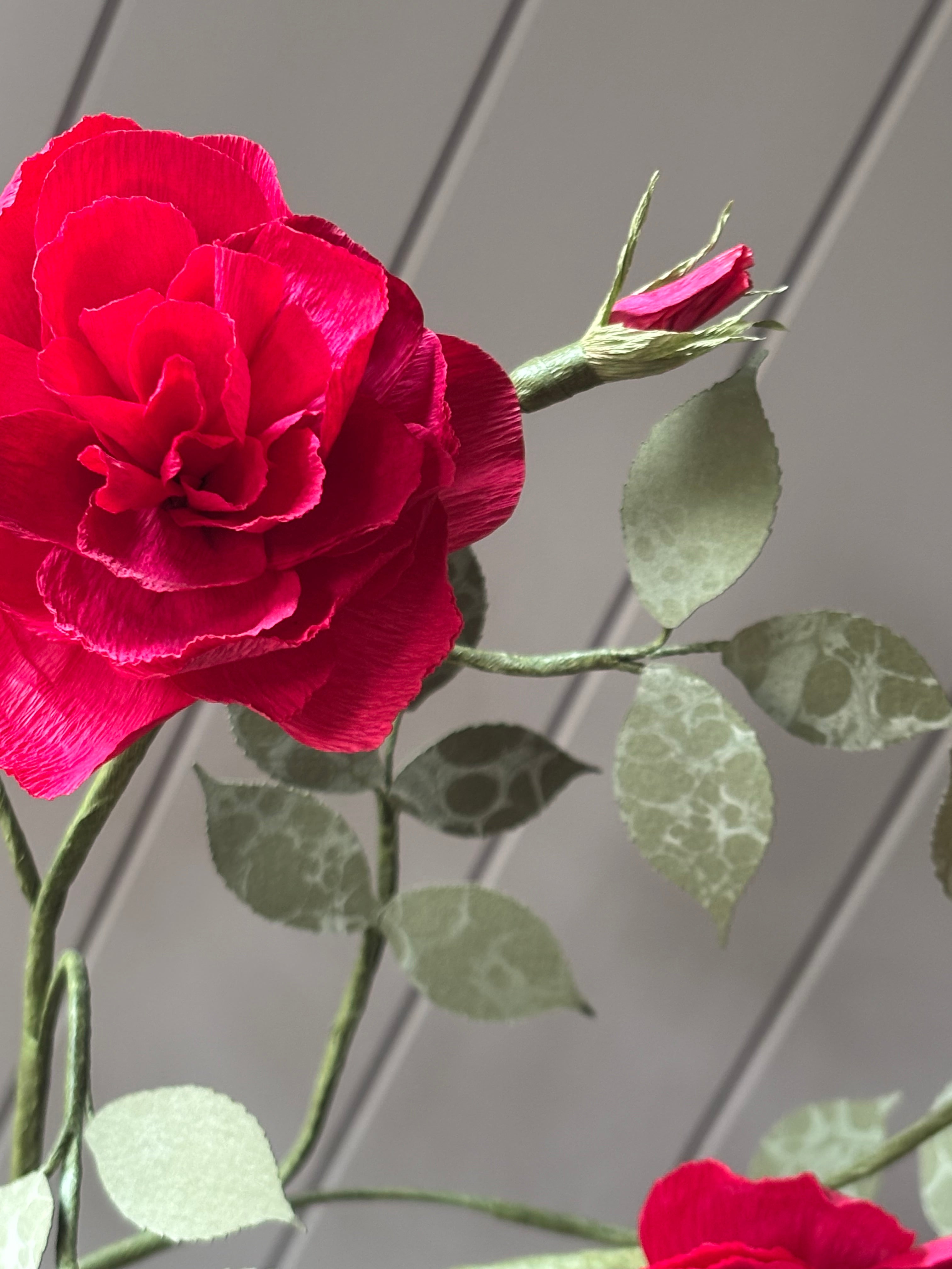 Paper Shrub Rose