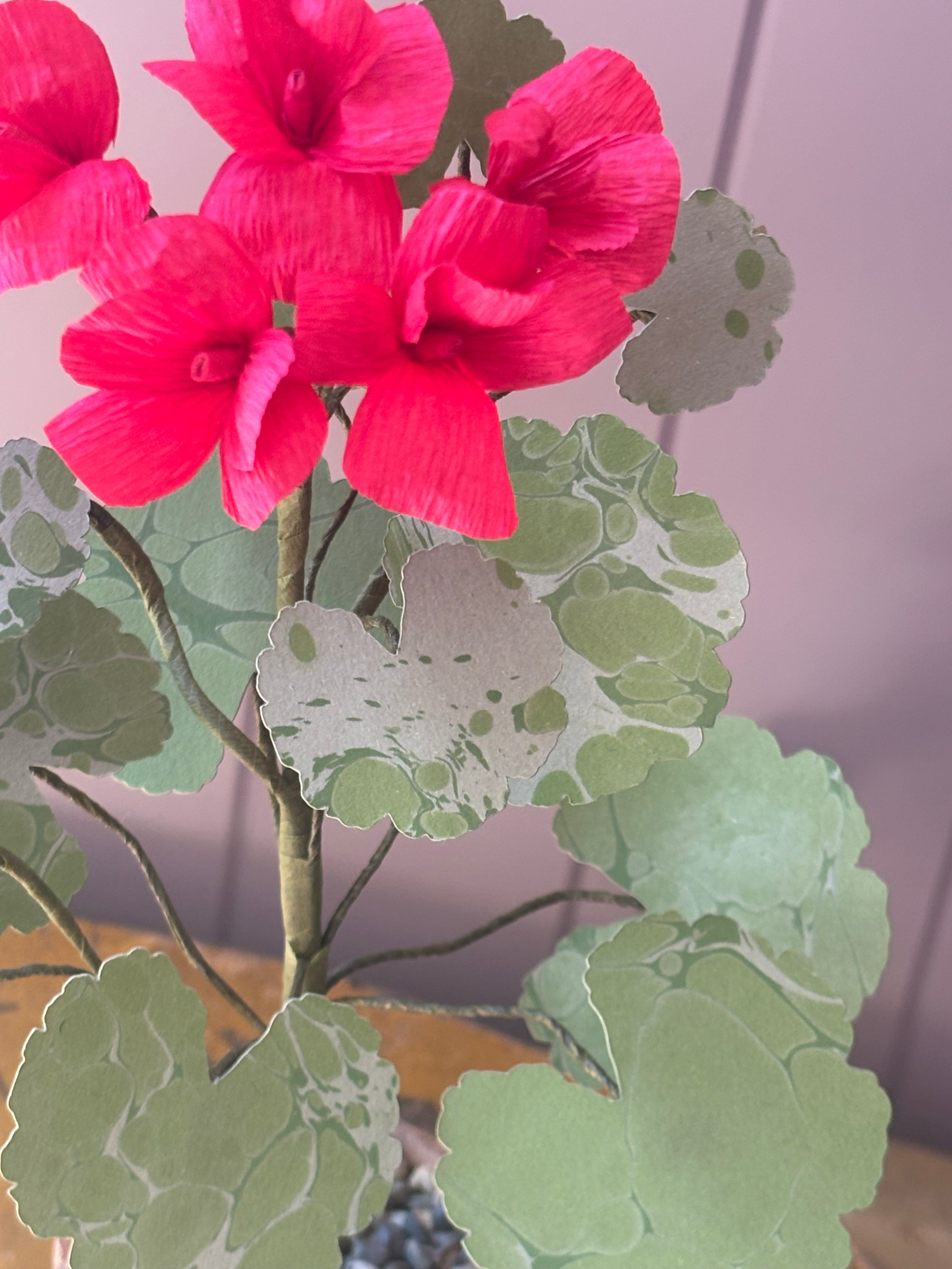 Paper geranium