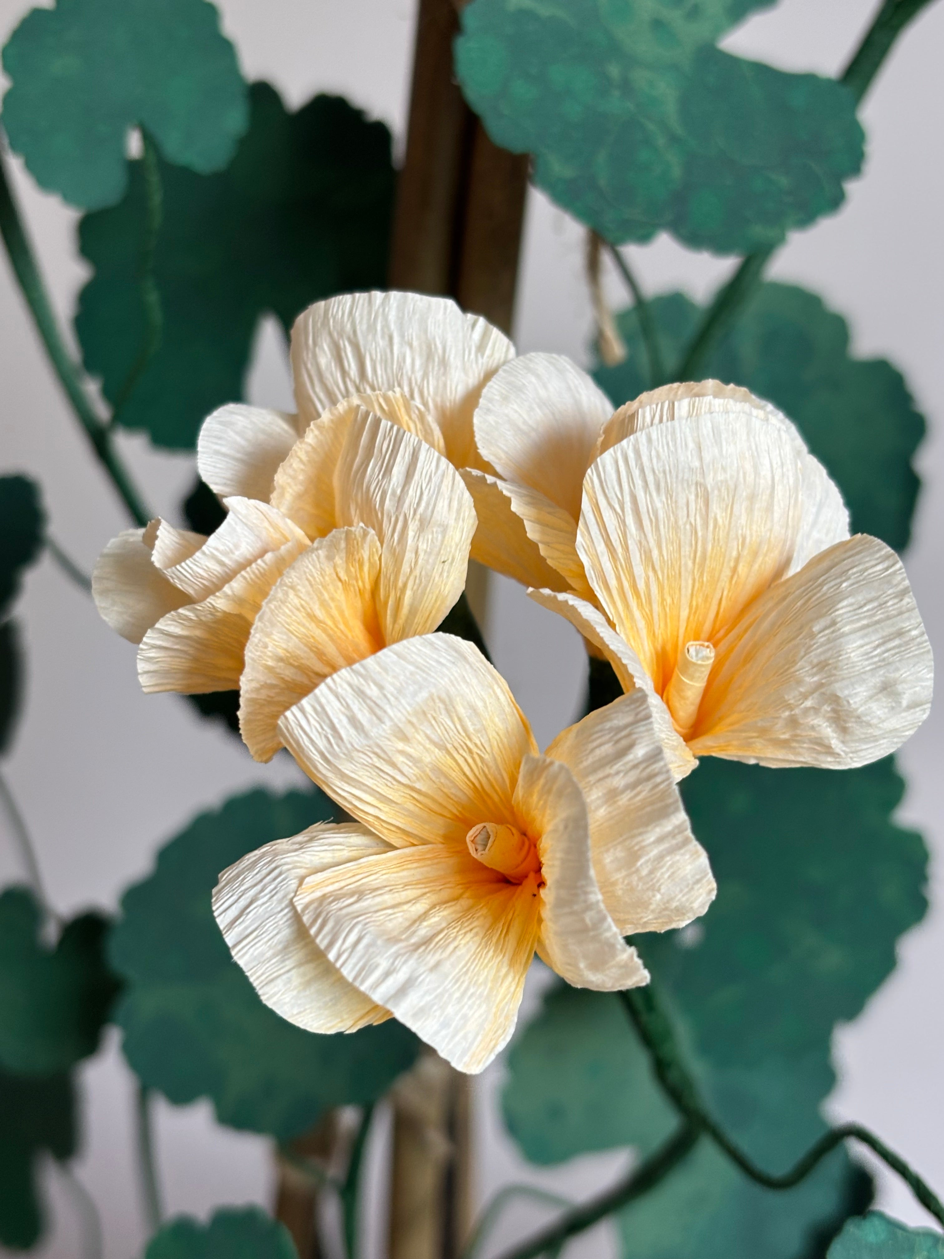 Paper Geranium