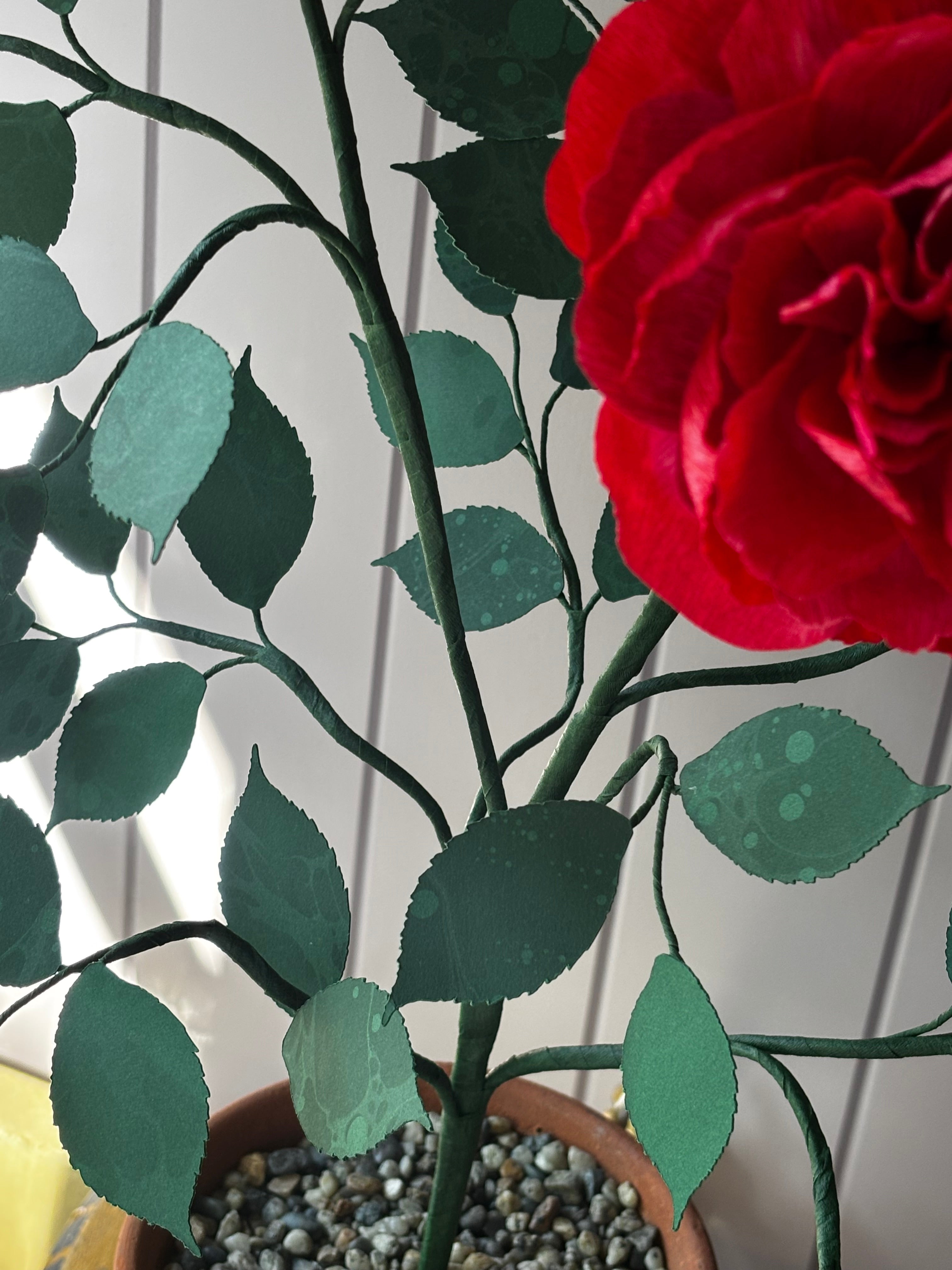 Paper Shrub Rose
